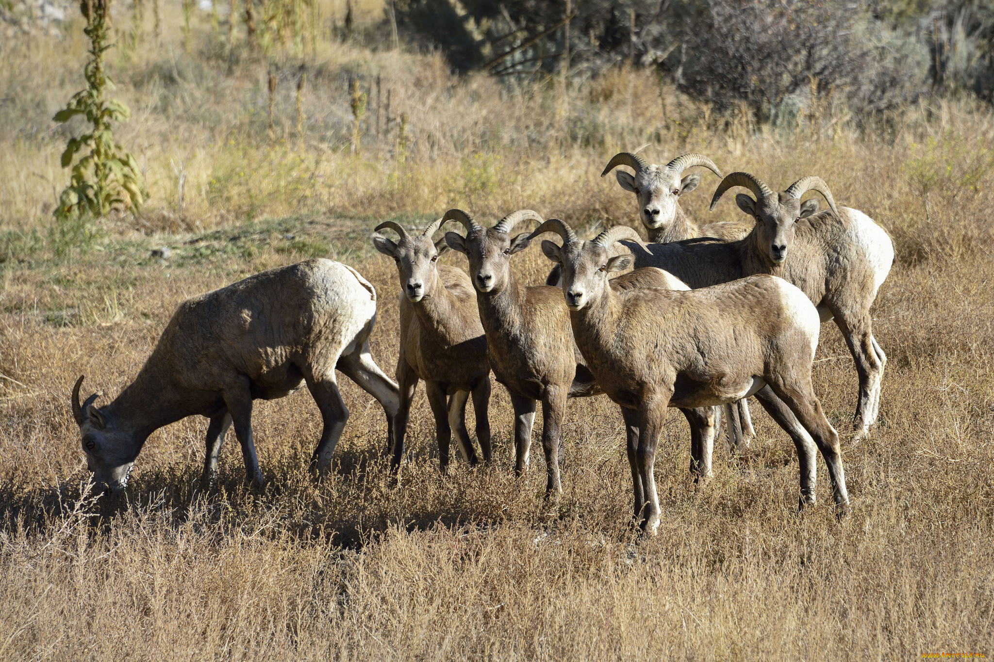 животные, козы, стадо, козлы