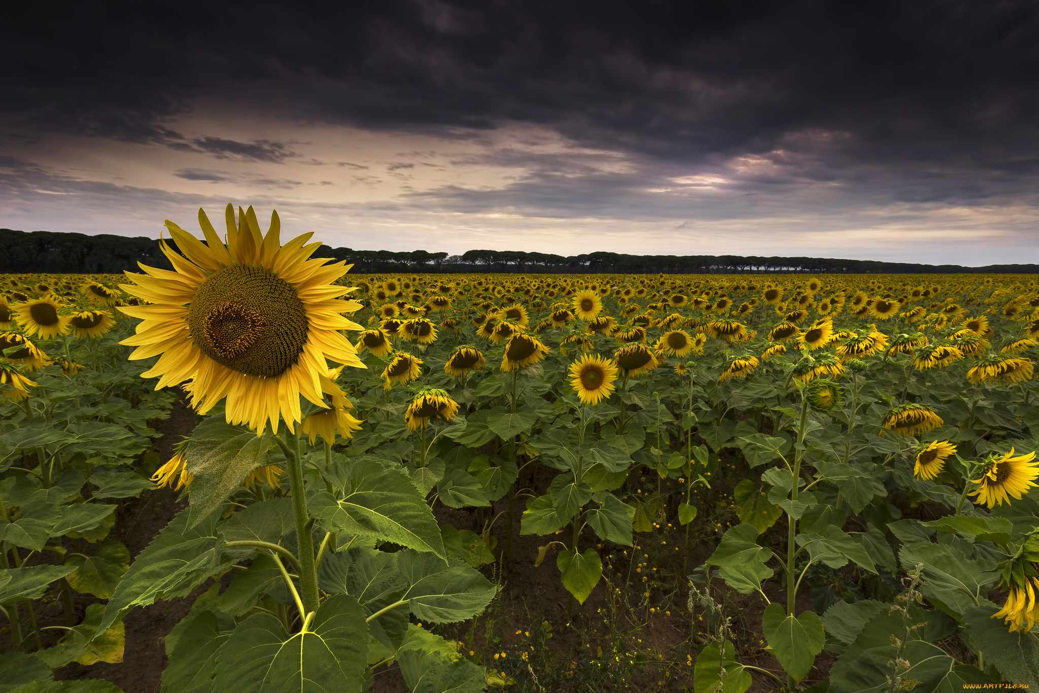 природа, поля, подсолнухи