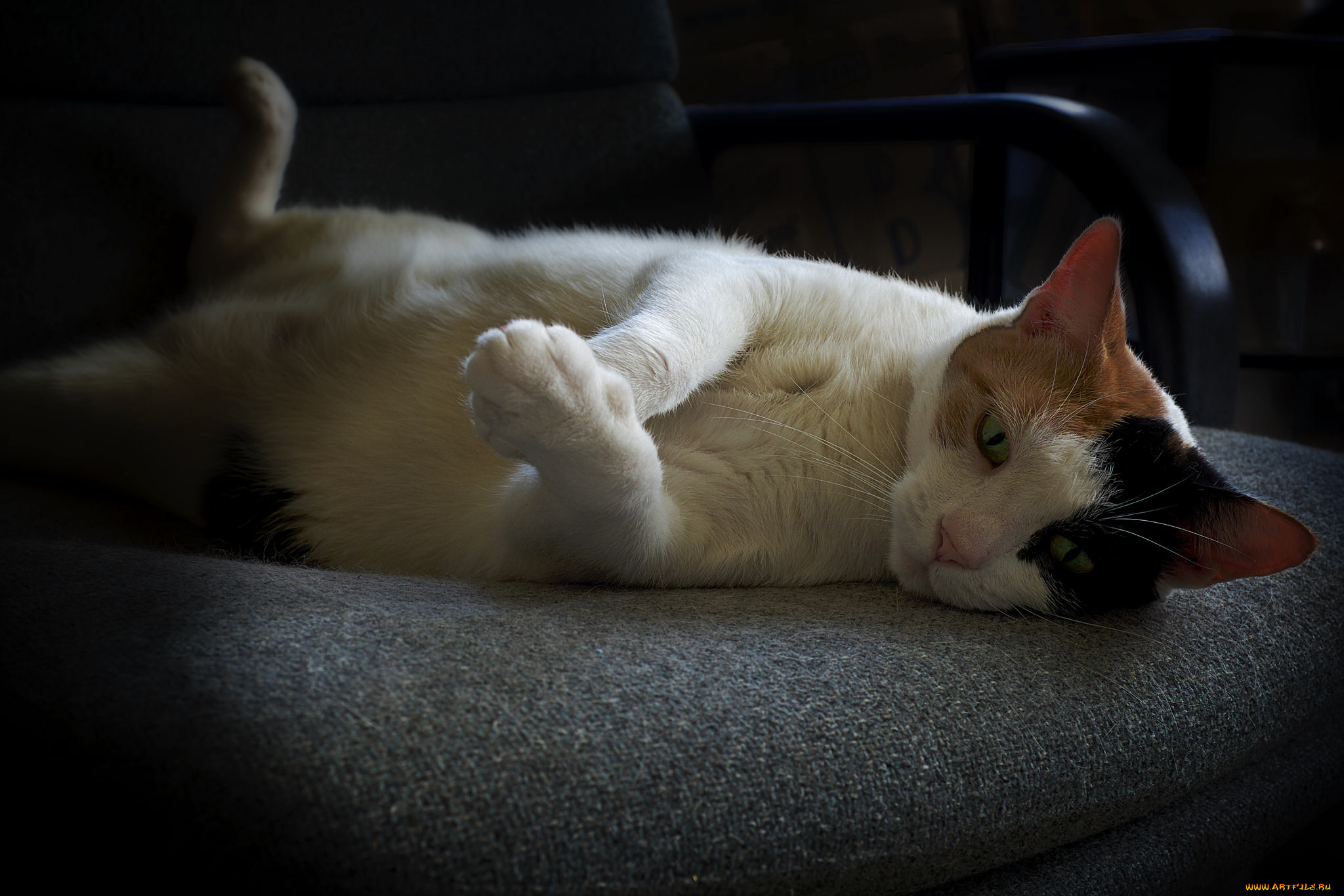 животные, коты, кошка