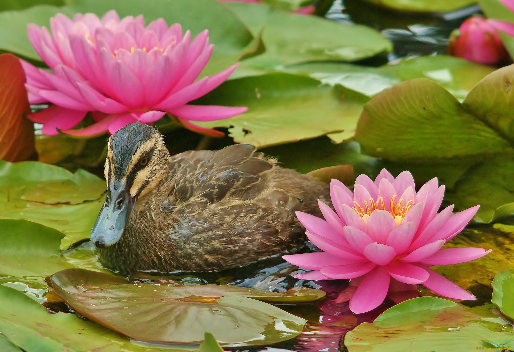 животные, утки, лилии, утка