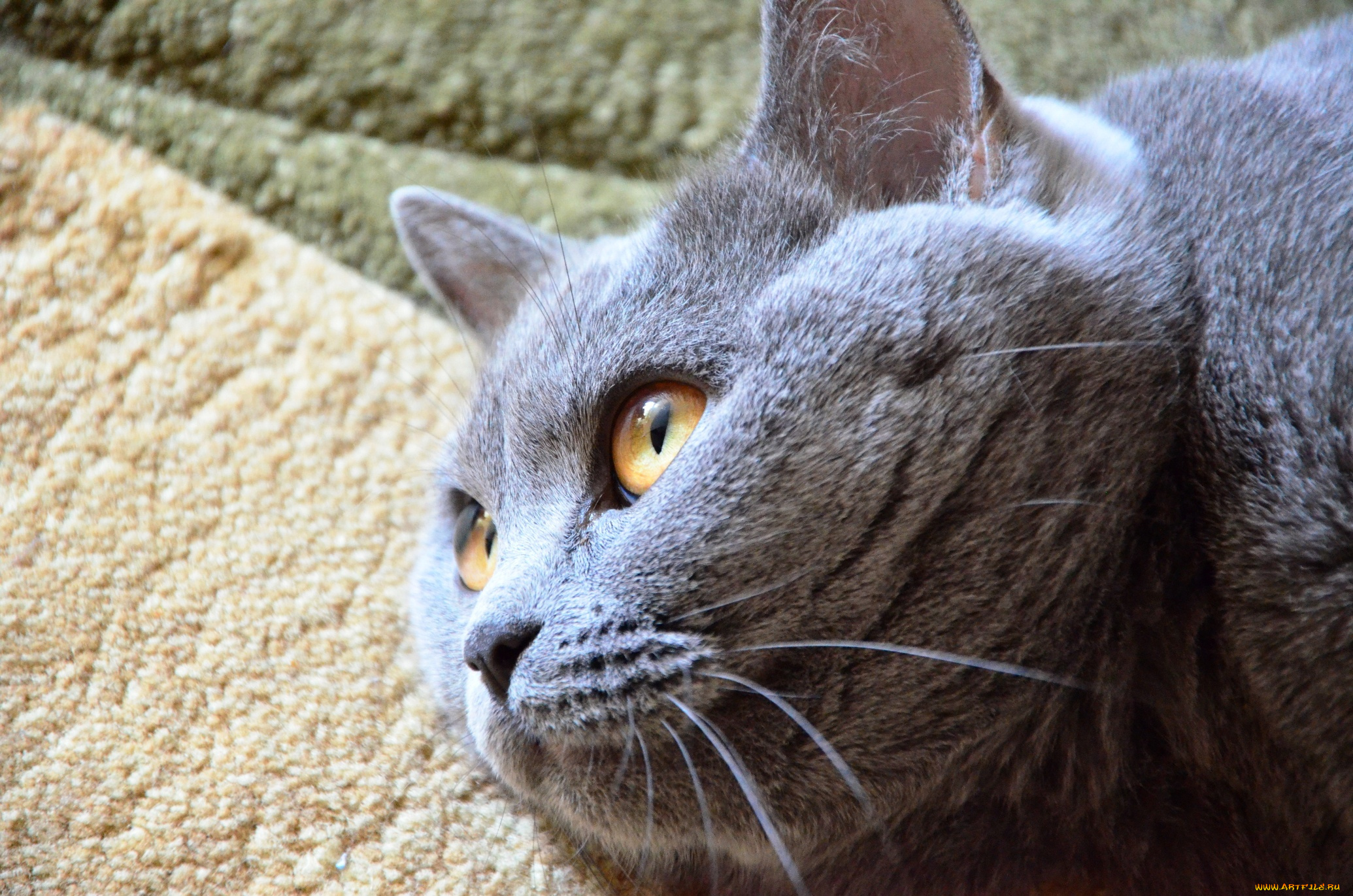 животные, коты, ковер, усы, кот, британец, голова