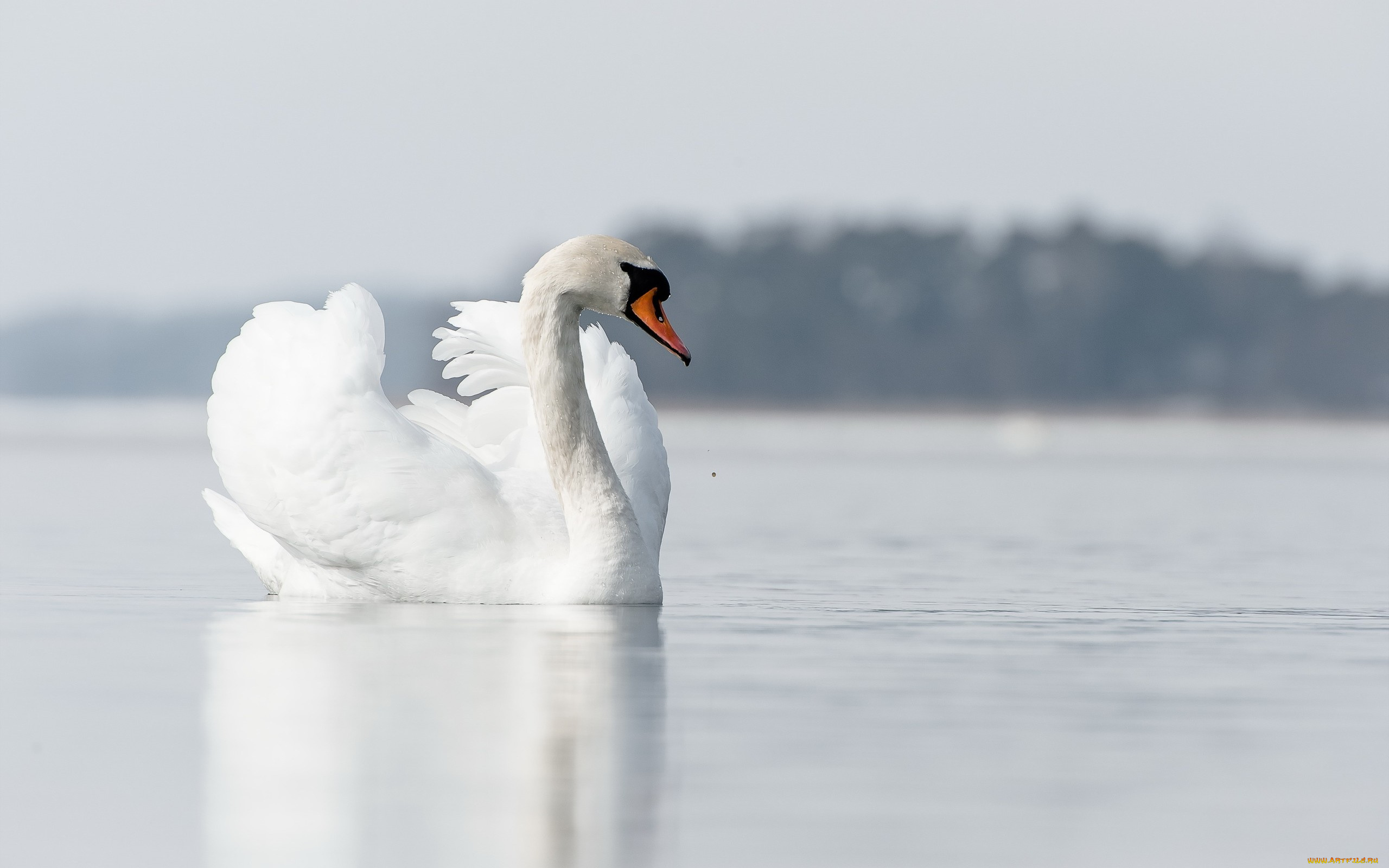 животные, лебеди, природа, озеро, лебедь