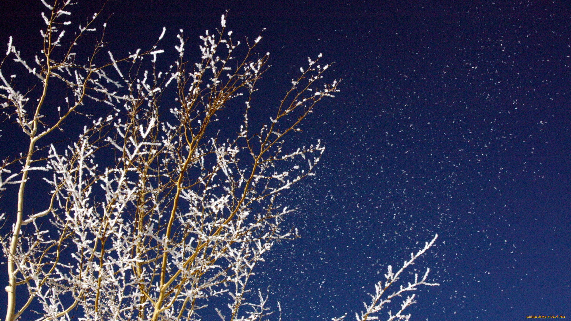 природа, деревья, снег, ветки, иней