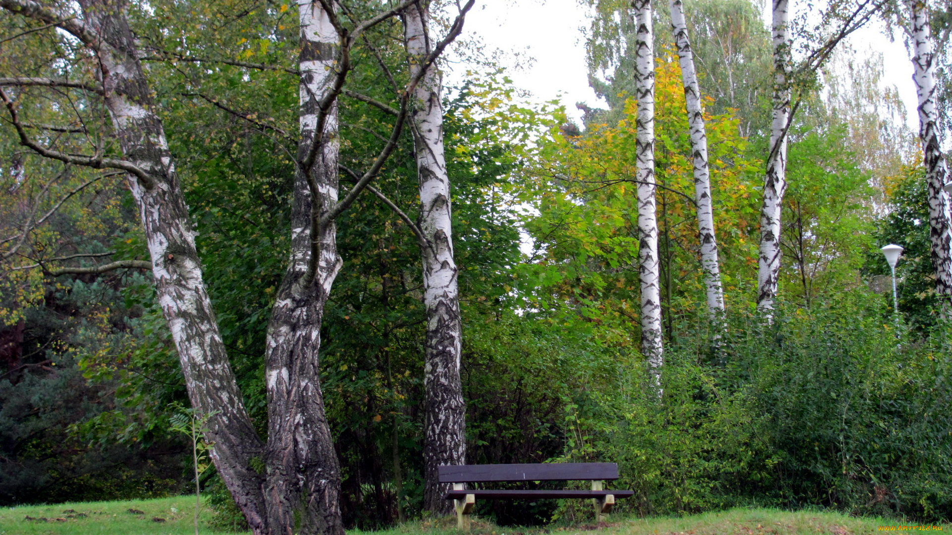 природа, парк, скамейка, березки, осень