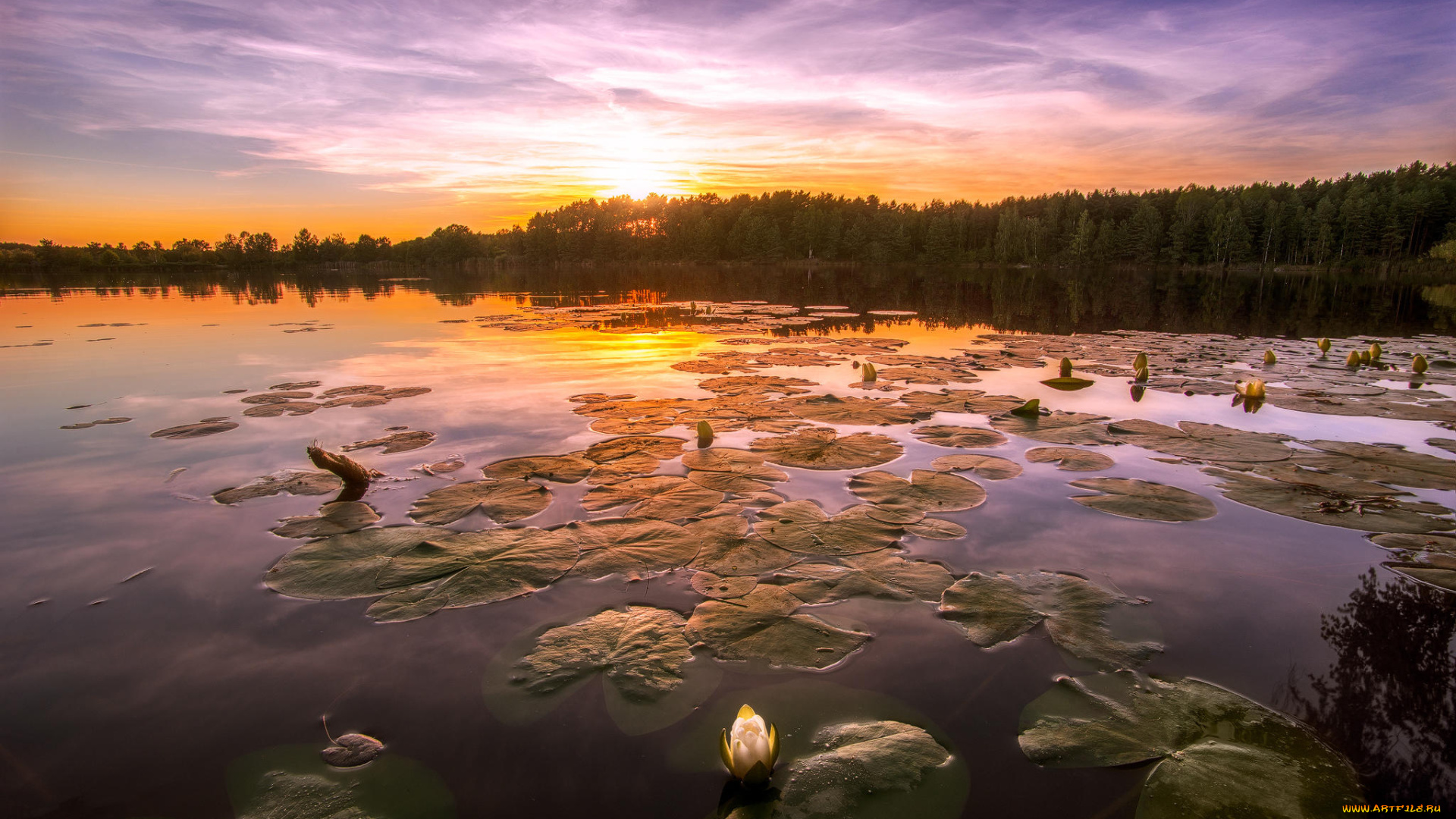 природа, реки, озера, озеро, закат, пейзаж, лилии, деревья