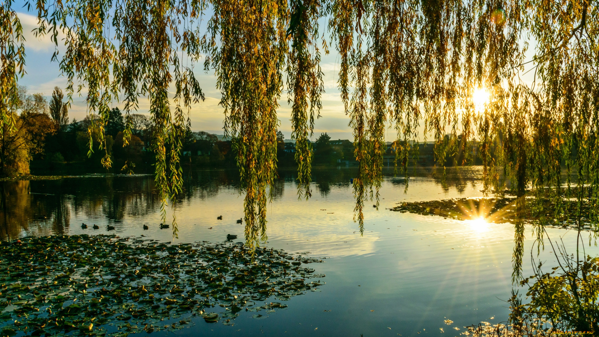 природа, реки, озера, река, лес