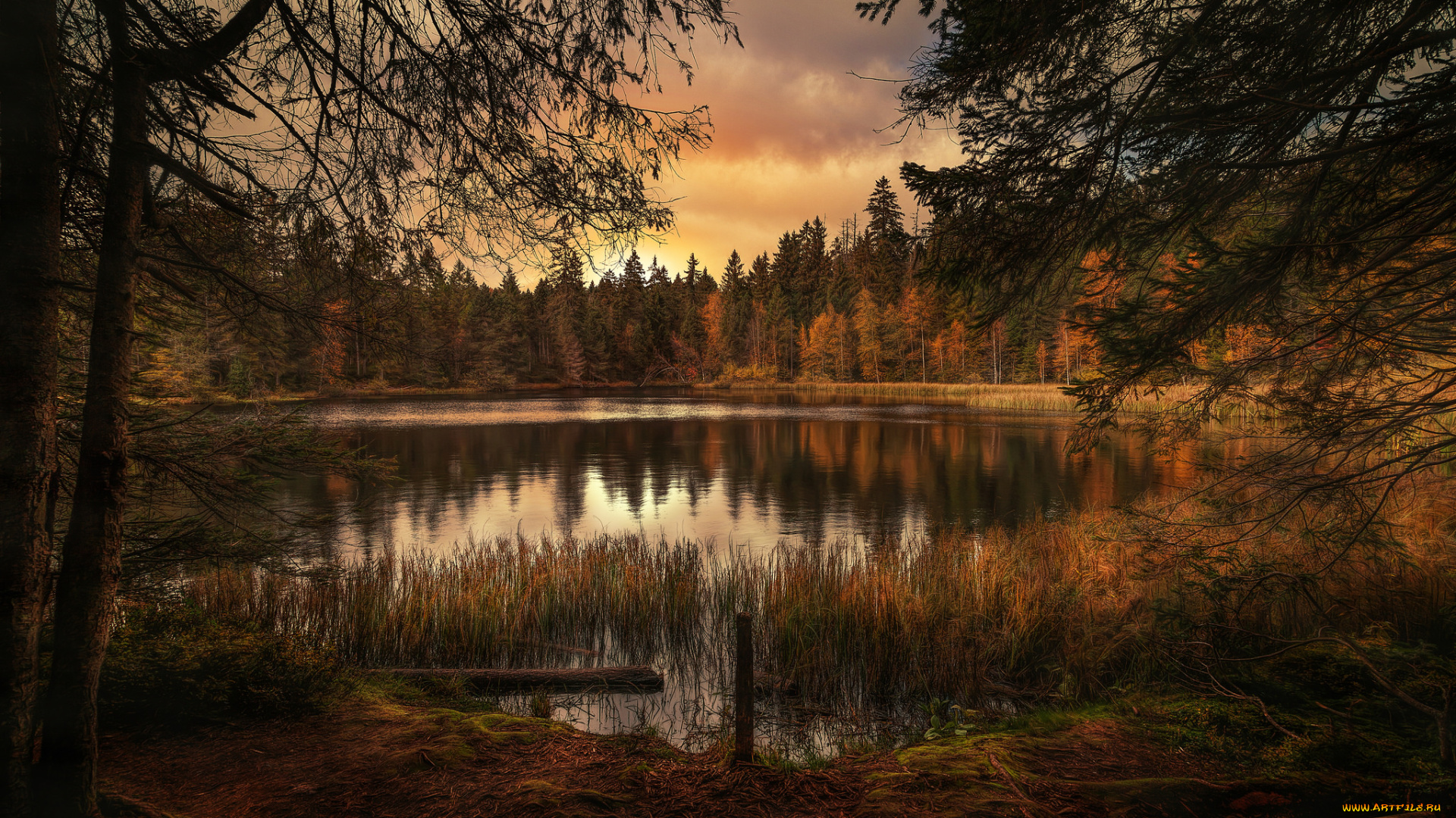 природа, реки, озера, река, лес