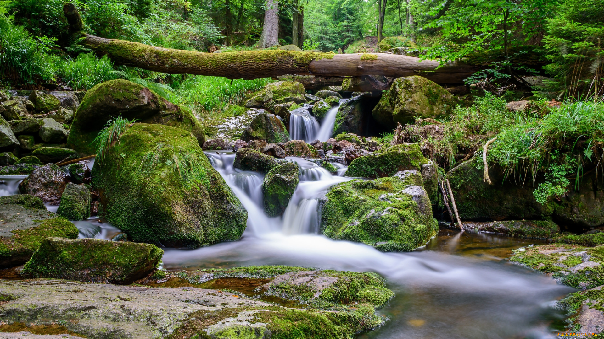 природа, реки, озера, река, лес