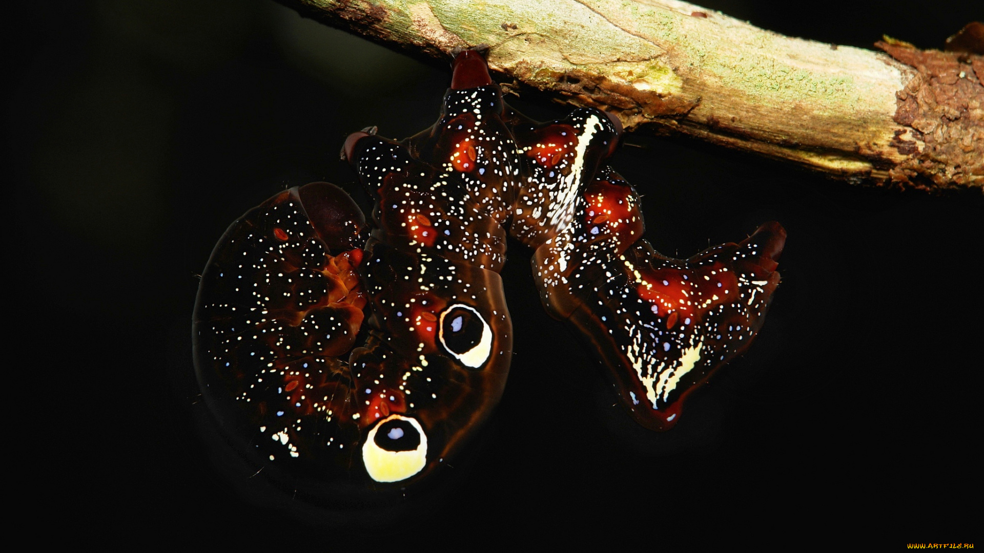 животные, гусеницы, гусеница