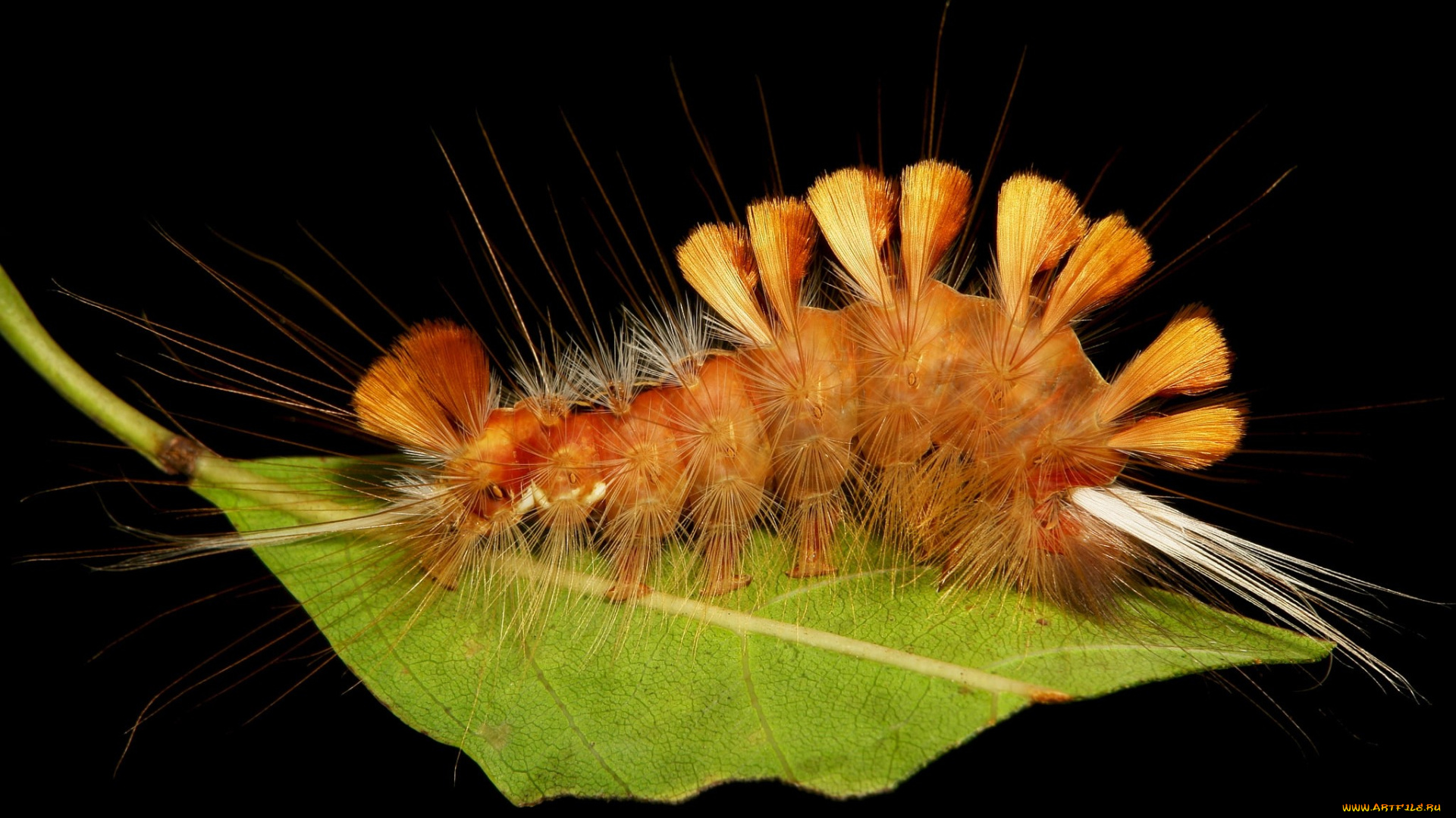 животные, гусеницы, гусеница