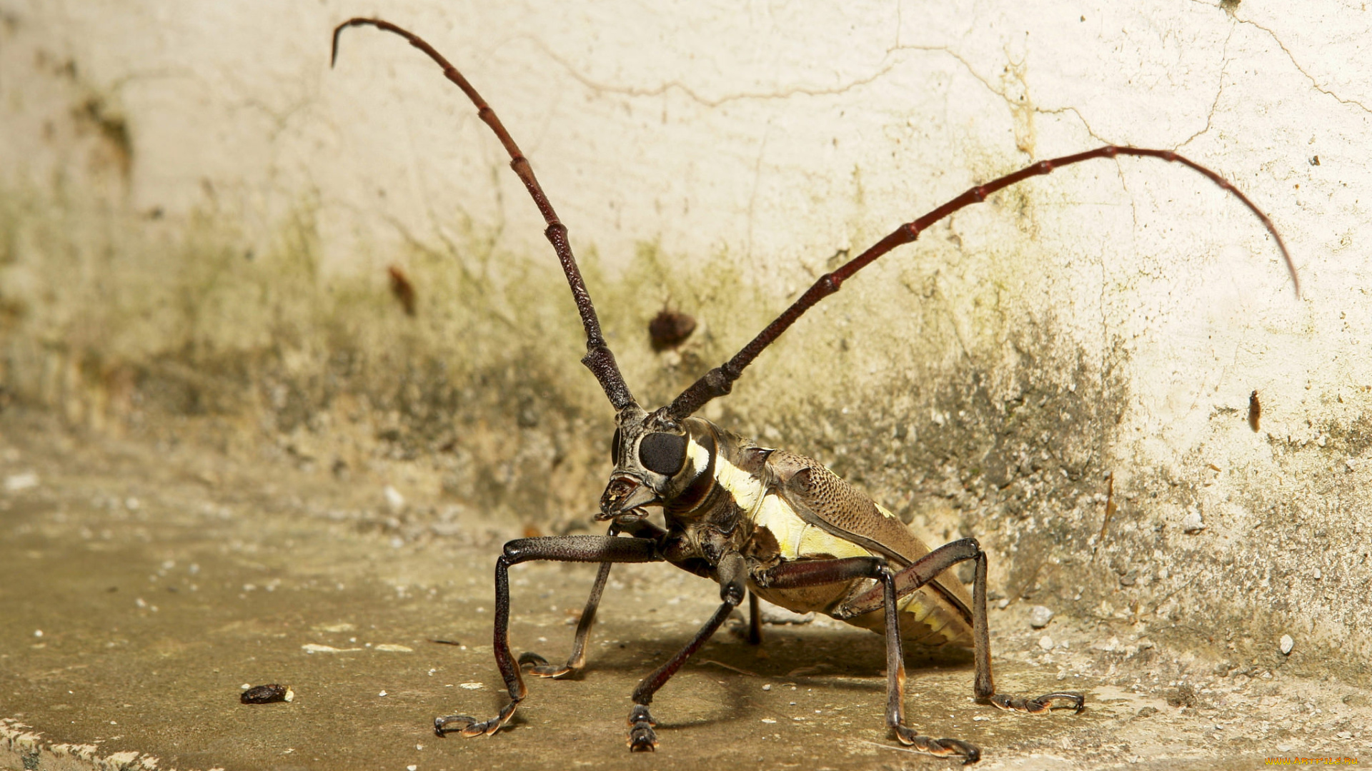 животные, насекомые, жук