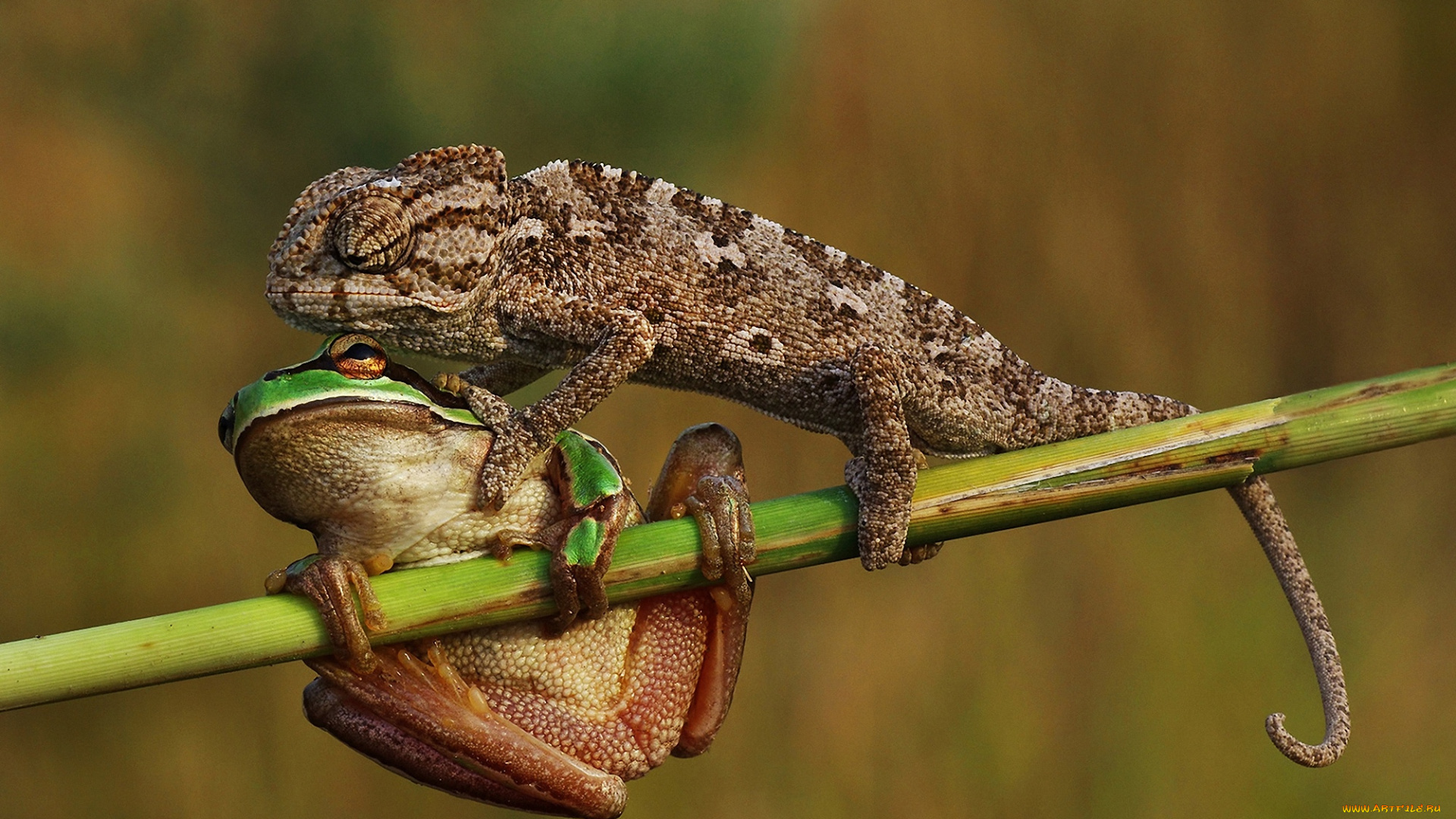 животные, разные, вместе, фон, лягушка