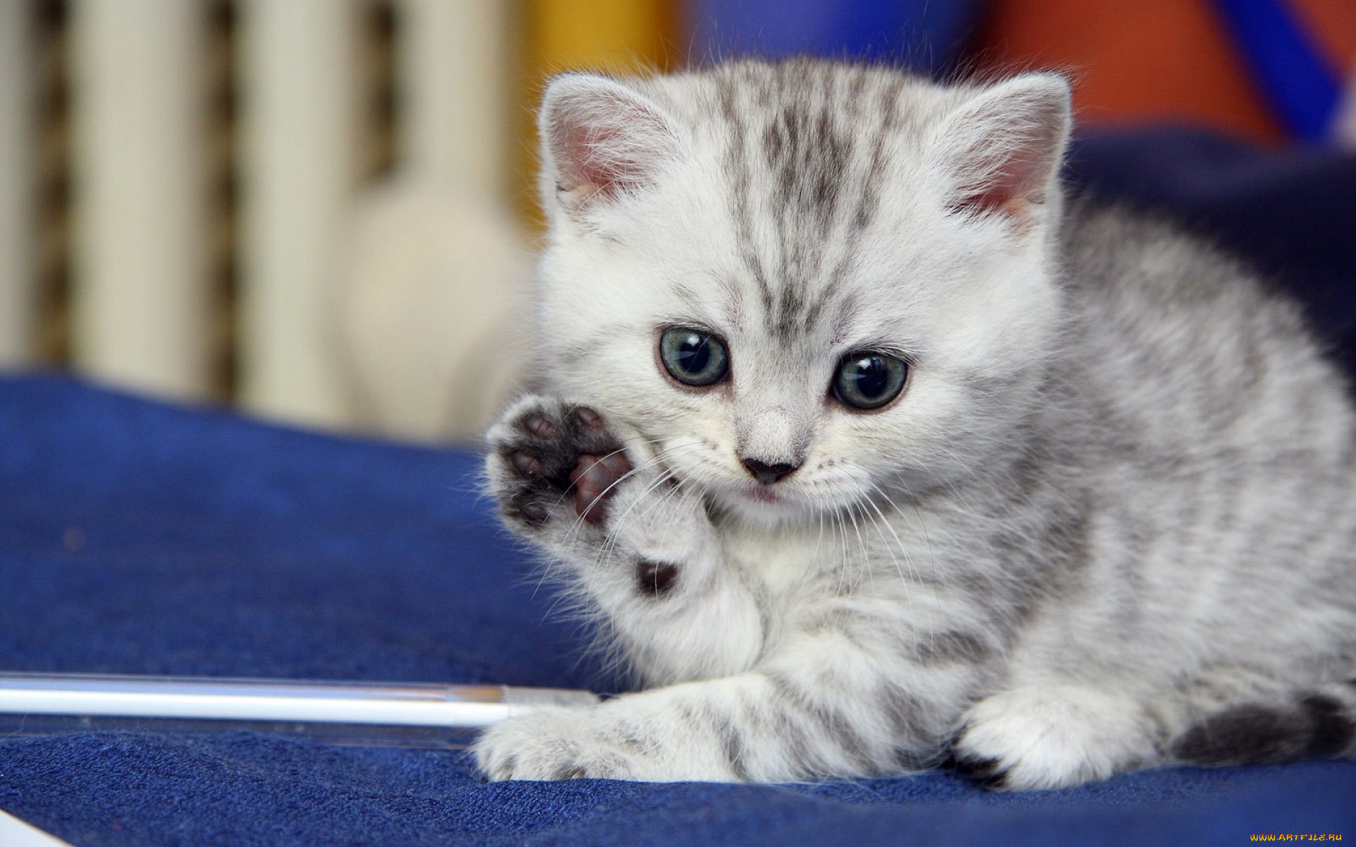 животные, коты, котёнок