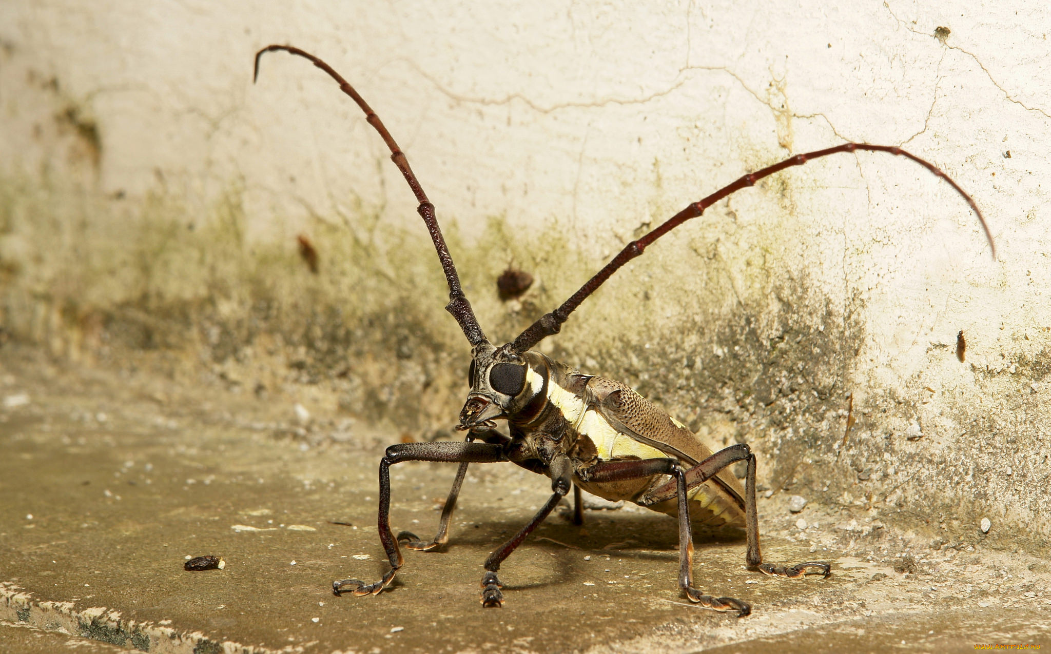 животные, насекомые, жук