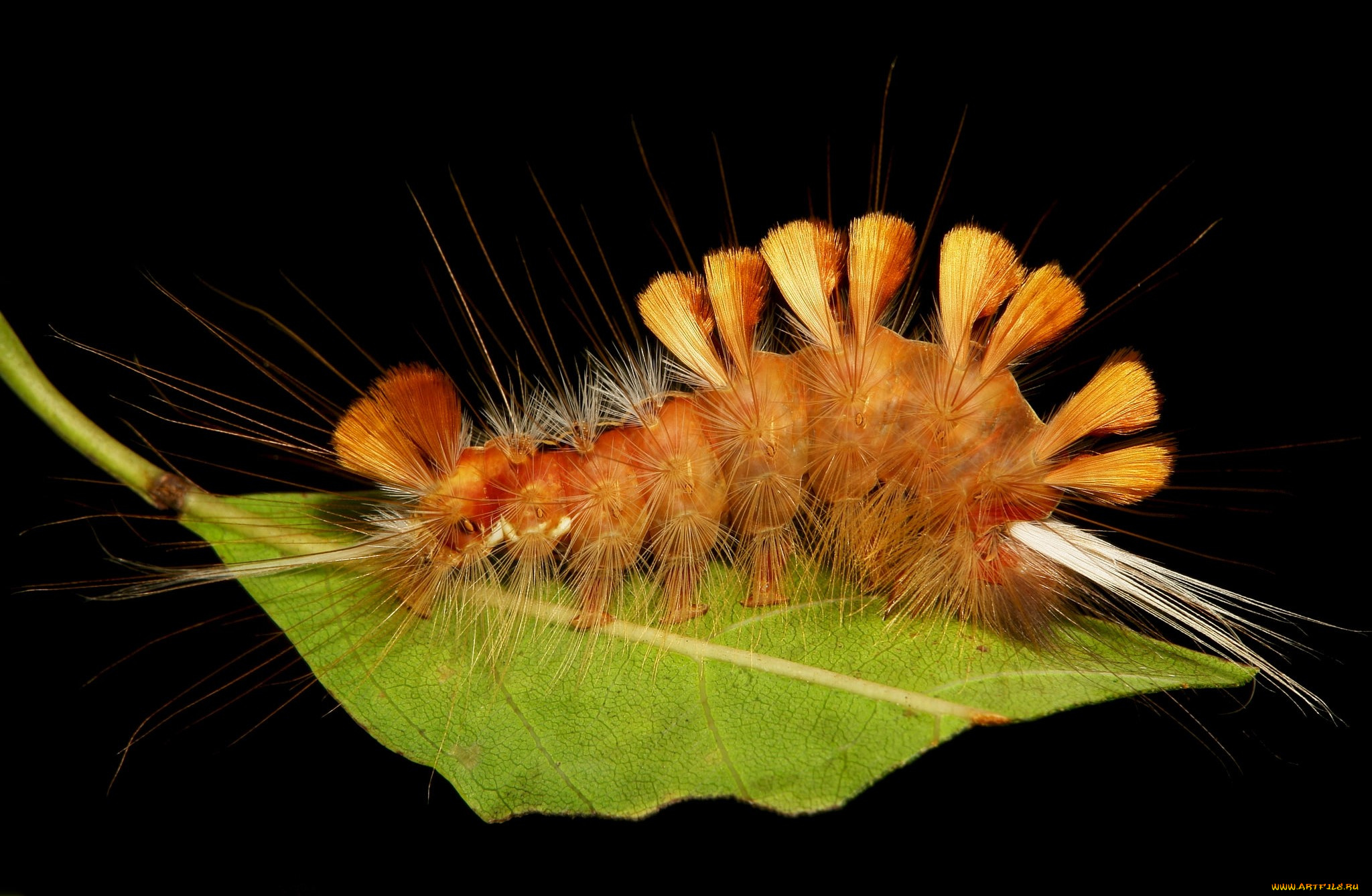 животные, гусеницы, гусеница