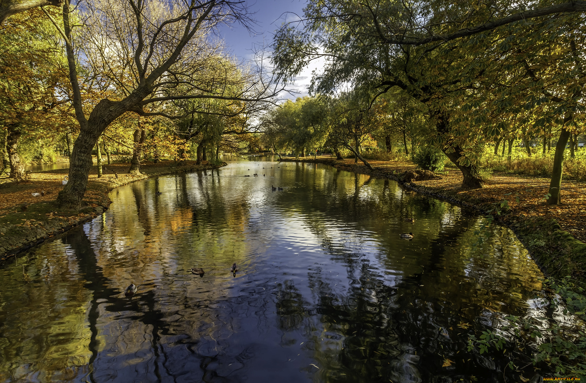 природа, реки, озера, река, лес