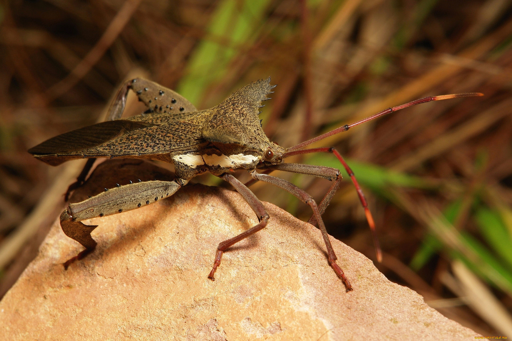 животные, насекомые, жук