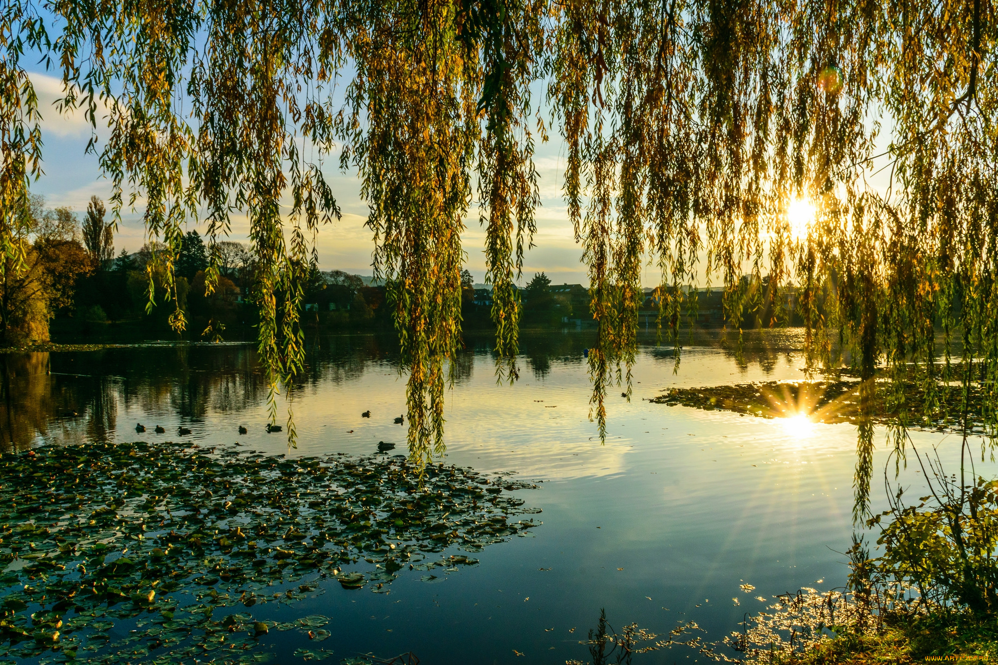 природа, реки, озера, река, лес