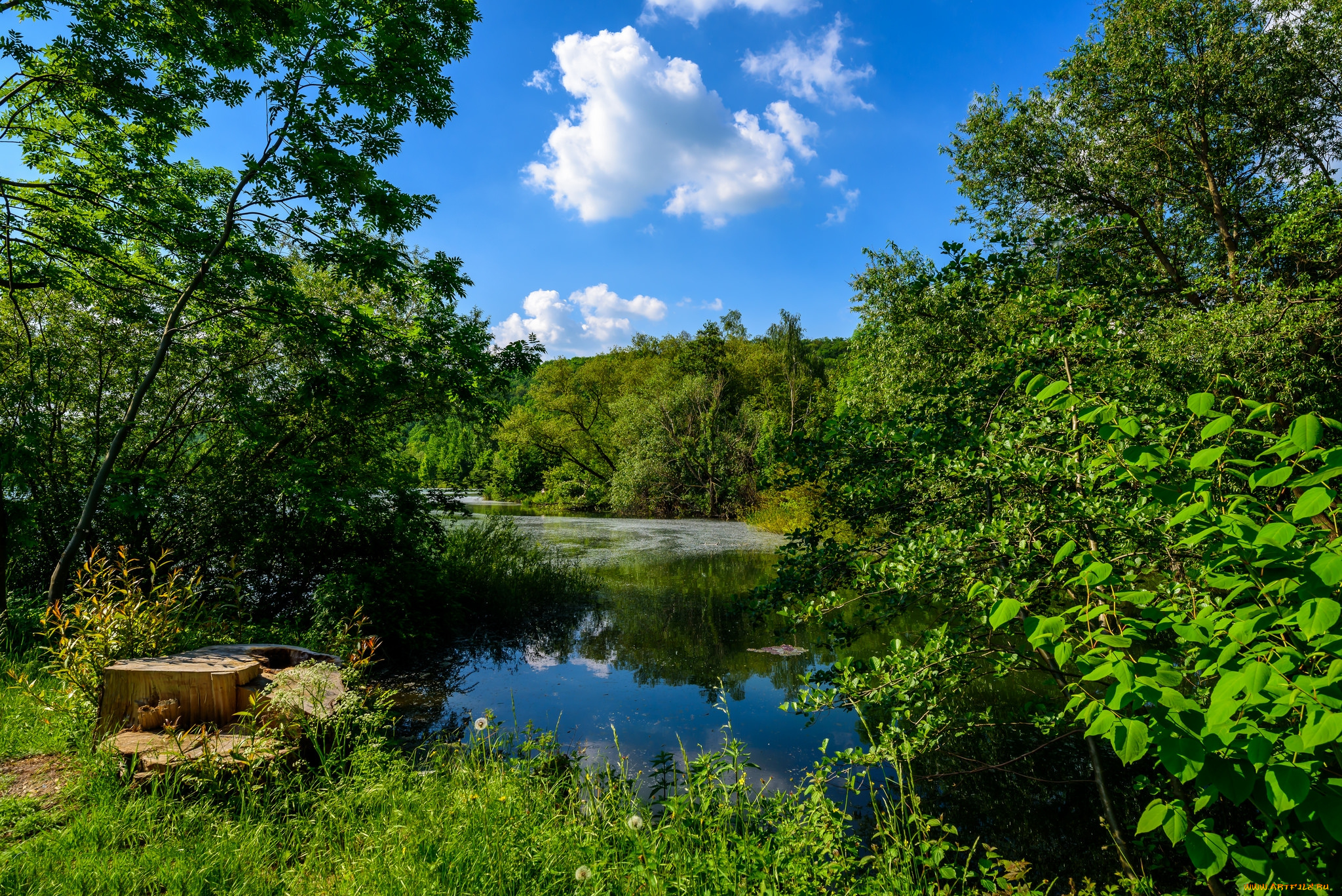 природа, реки, озера, река, лес