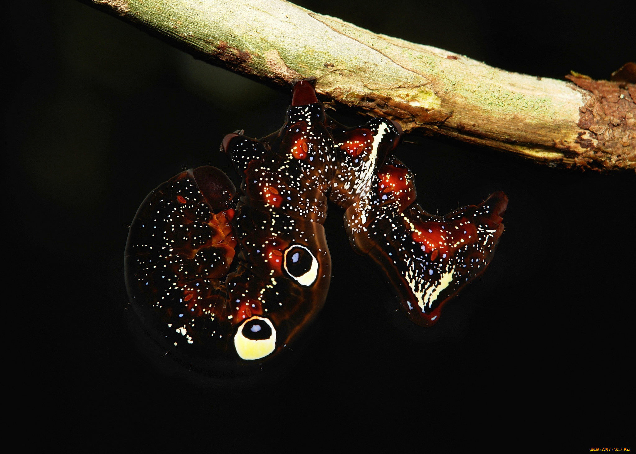 животные, гусеницы, гусеница