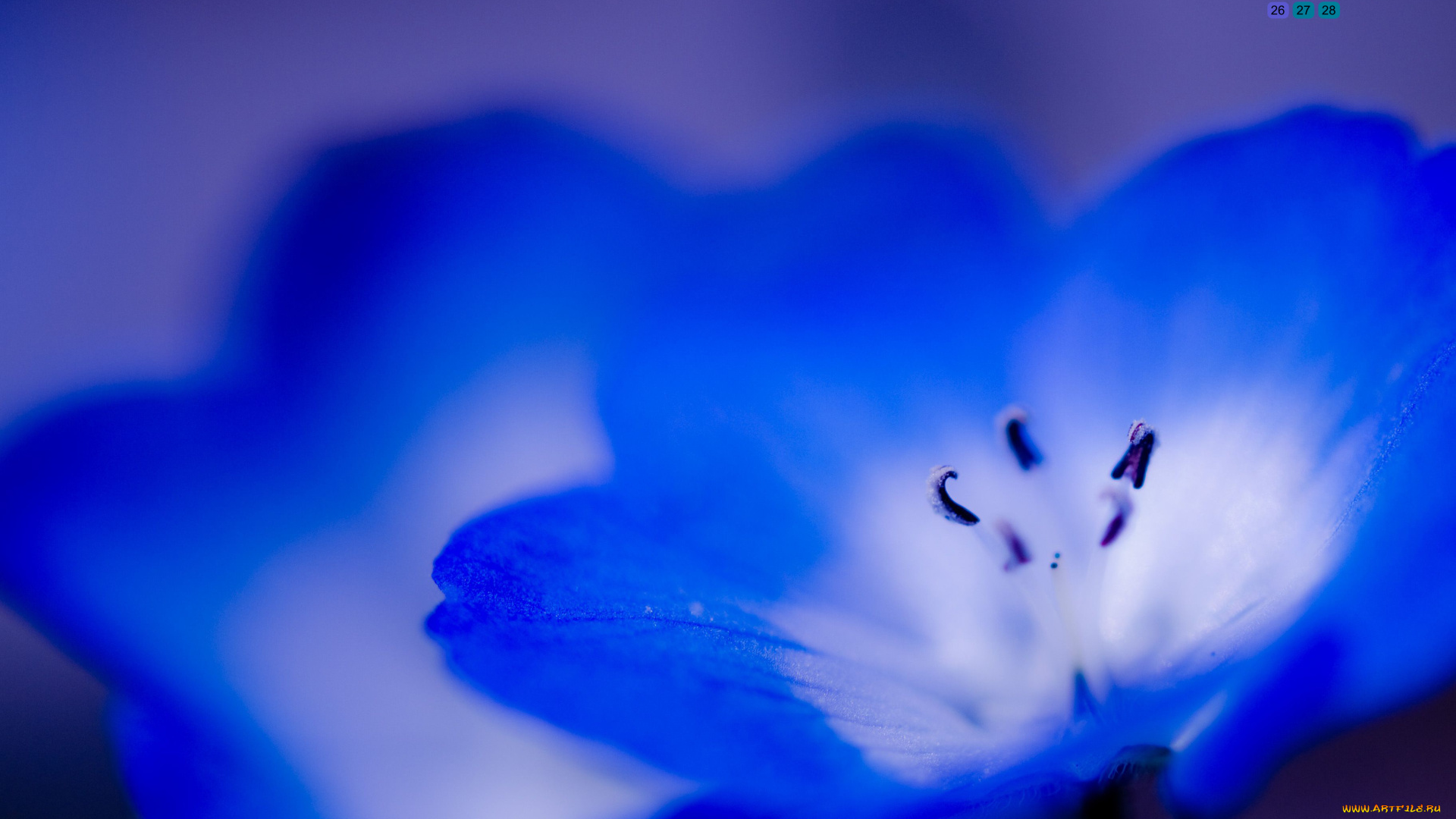 календари, цветы, 2018, лепестки