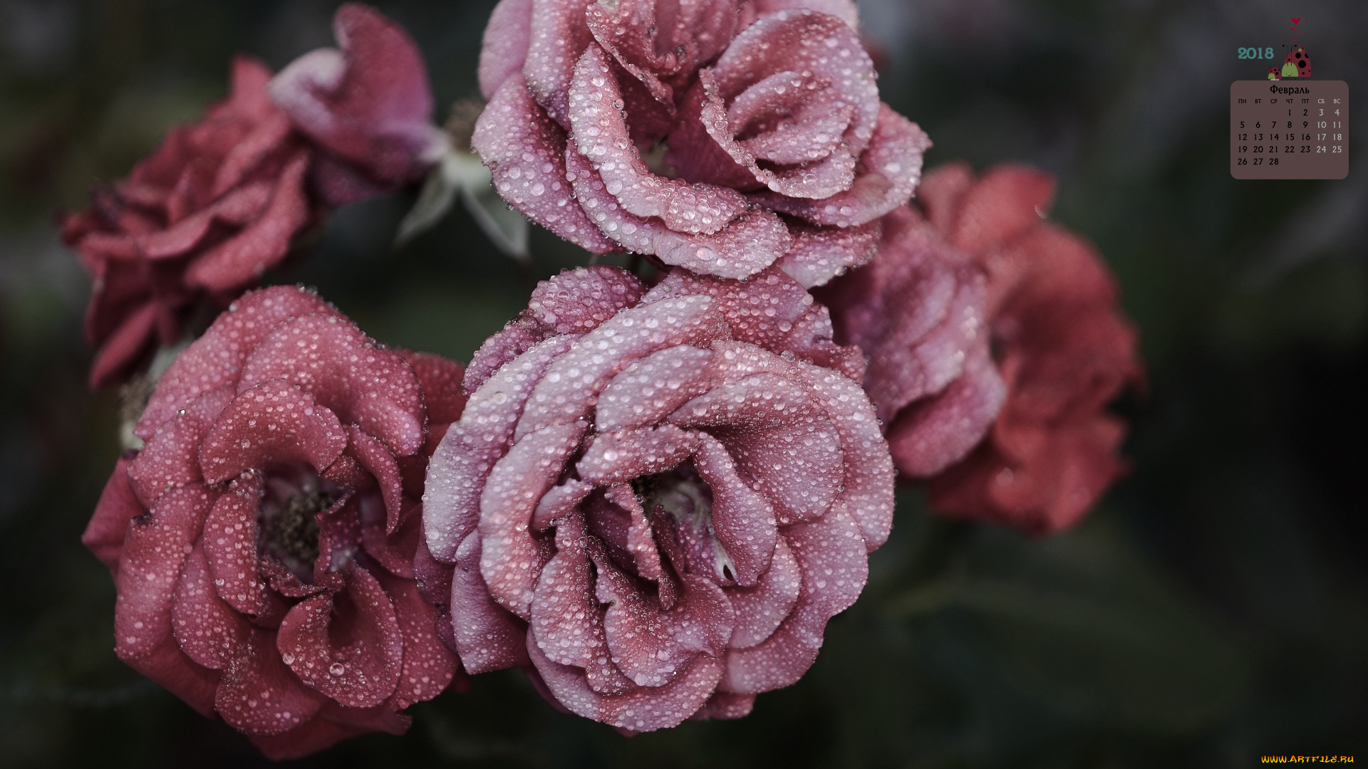 календари, цветы, роза, 2018