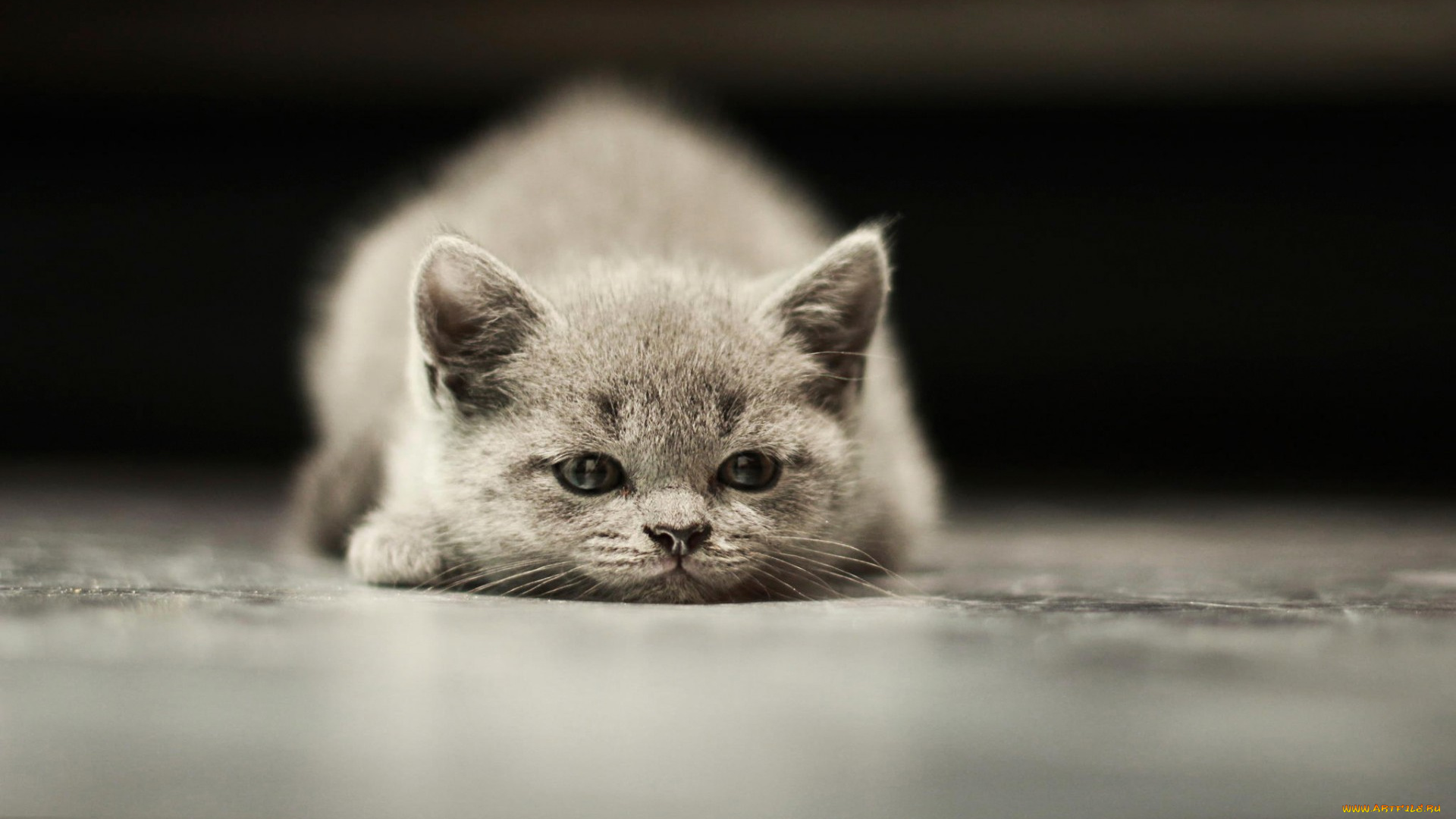 кот, животные, коты