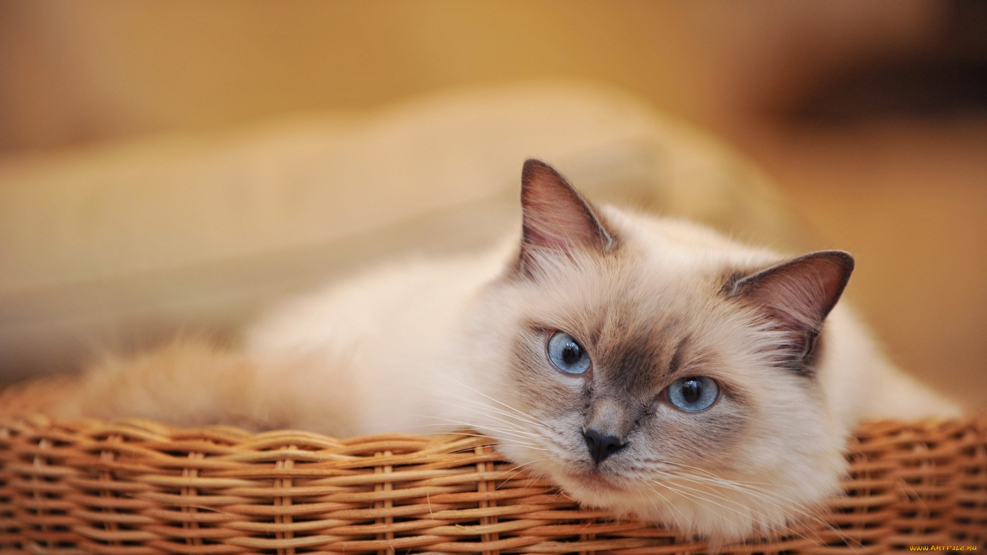 кот, животные, коты