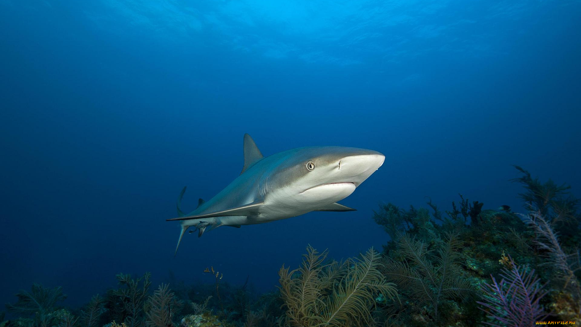 животные, акулы, море, акула, вода