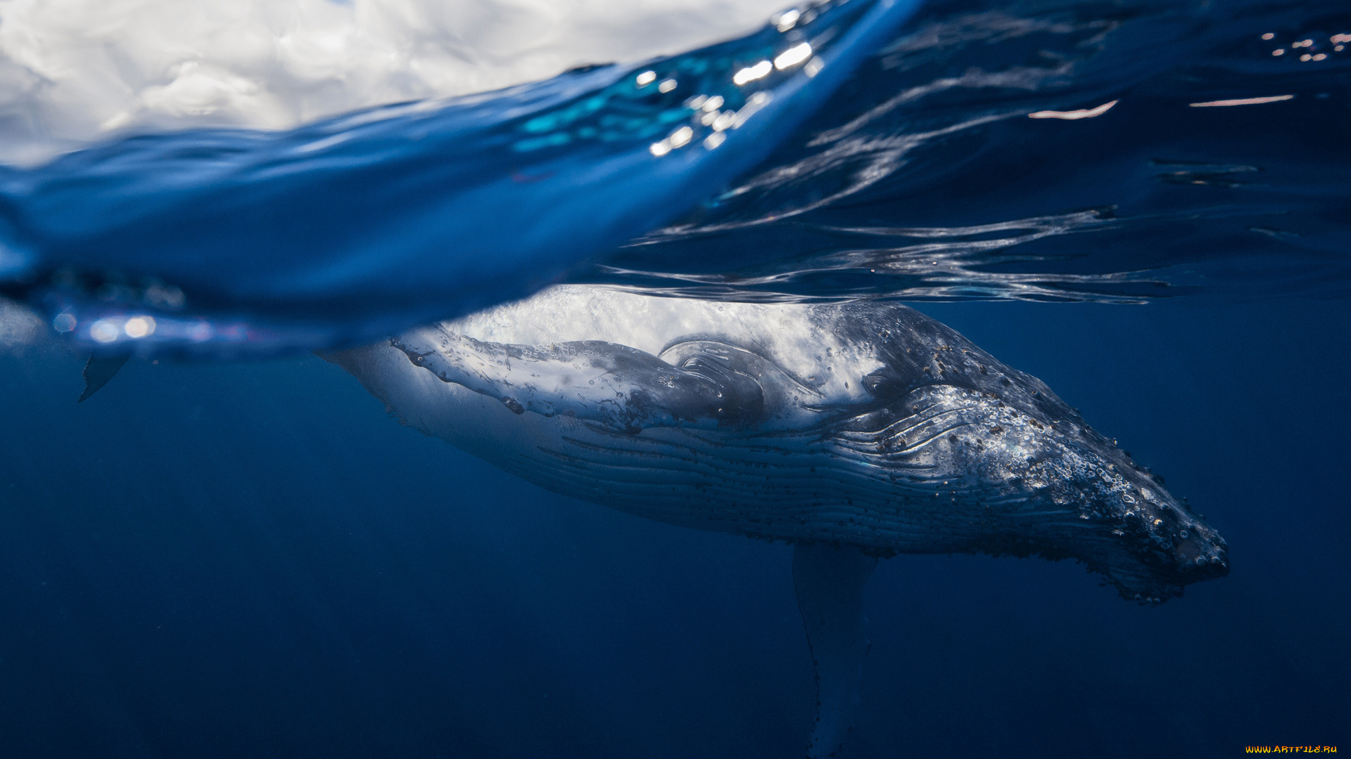 животные, киты, , кашалоты, облака, кит, море