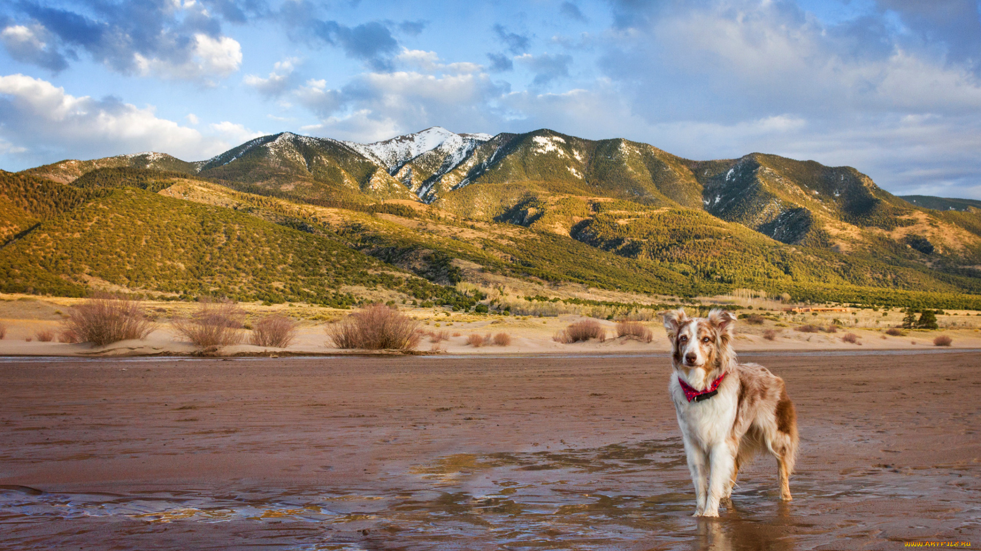 животные, собаки, друг, собака, взгляд