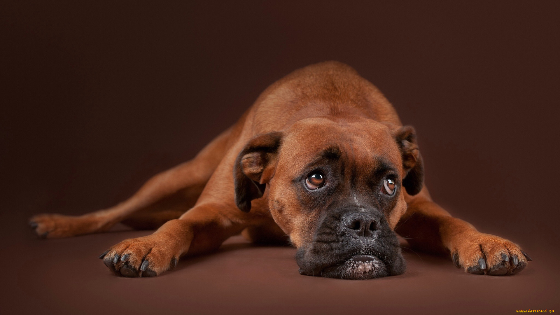 животные, собаки, грусть, морда, взгляд, собака, портрет, фон, боксёр