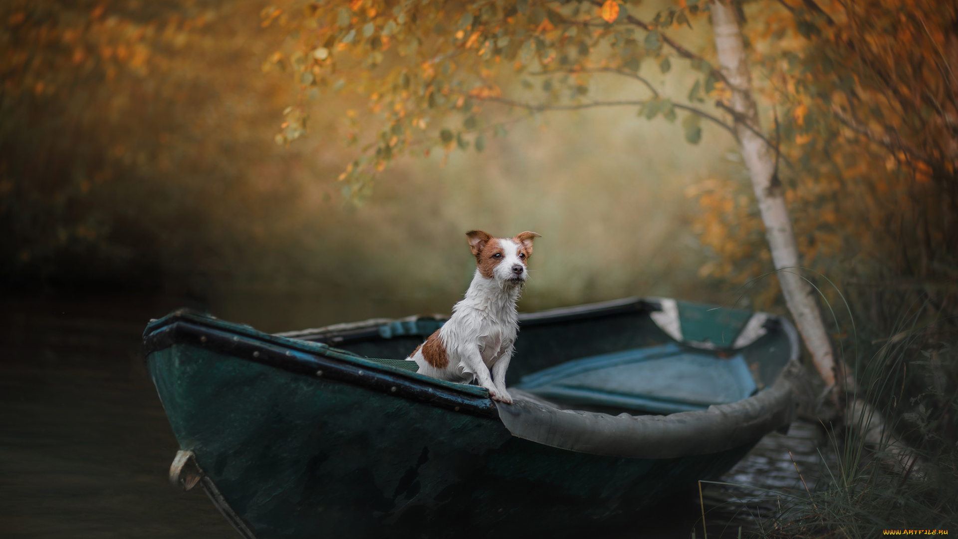 животные, собаки, собака, взгляд