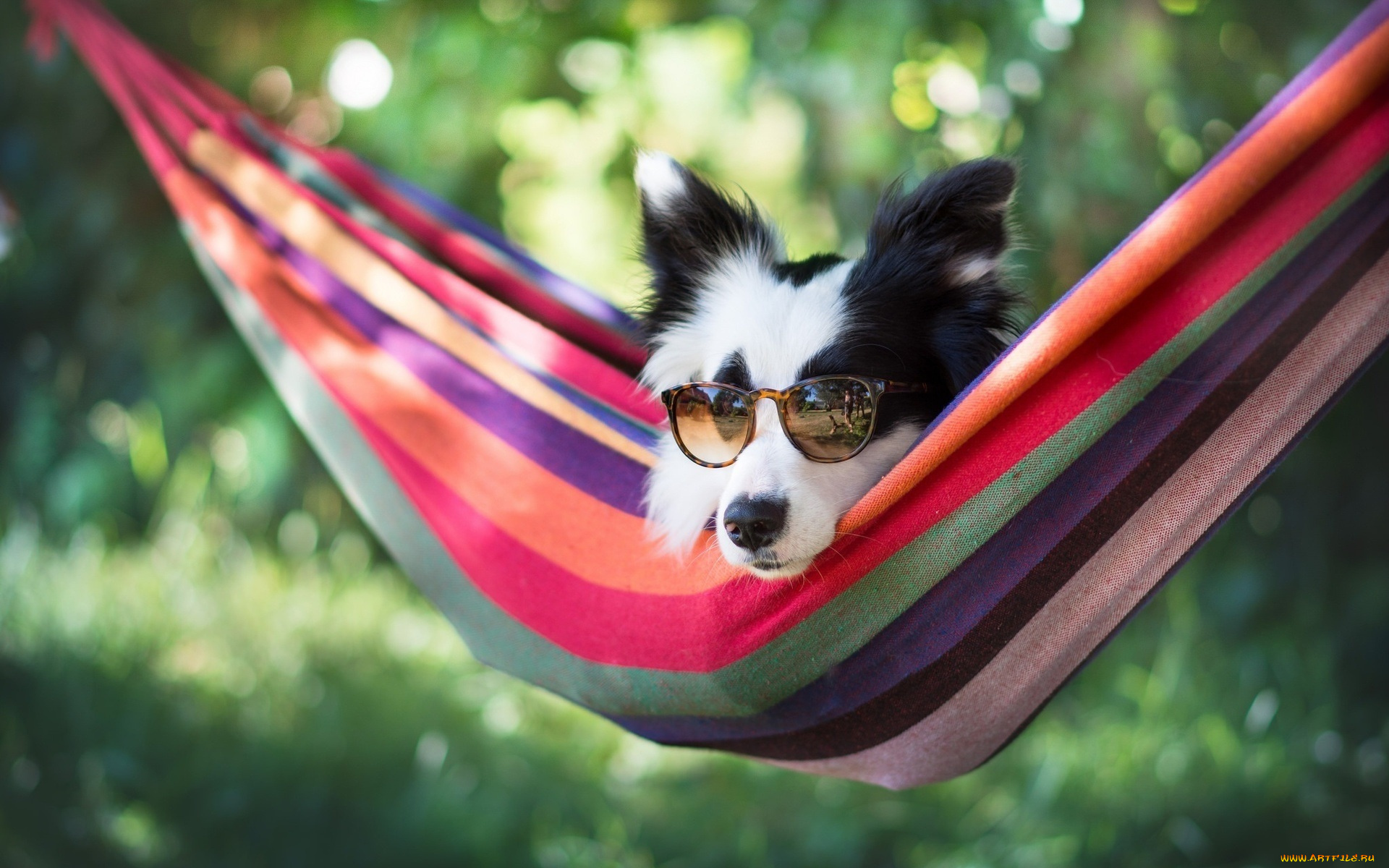 животные, собаки, собака, гамак, очки