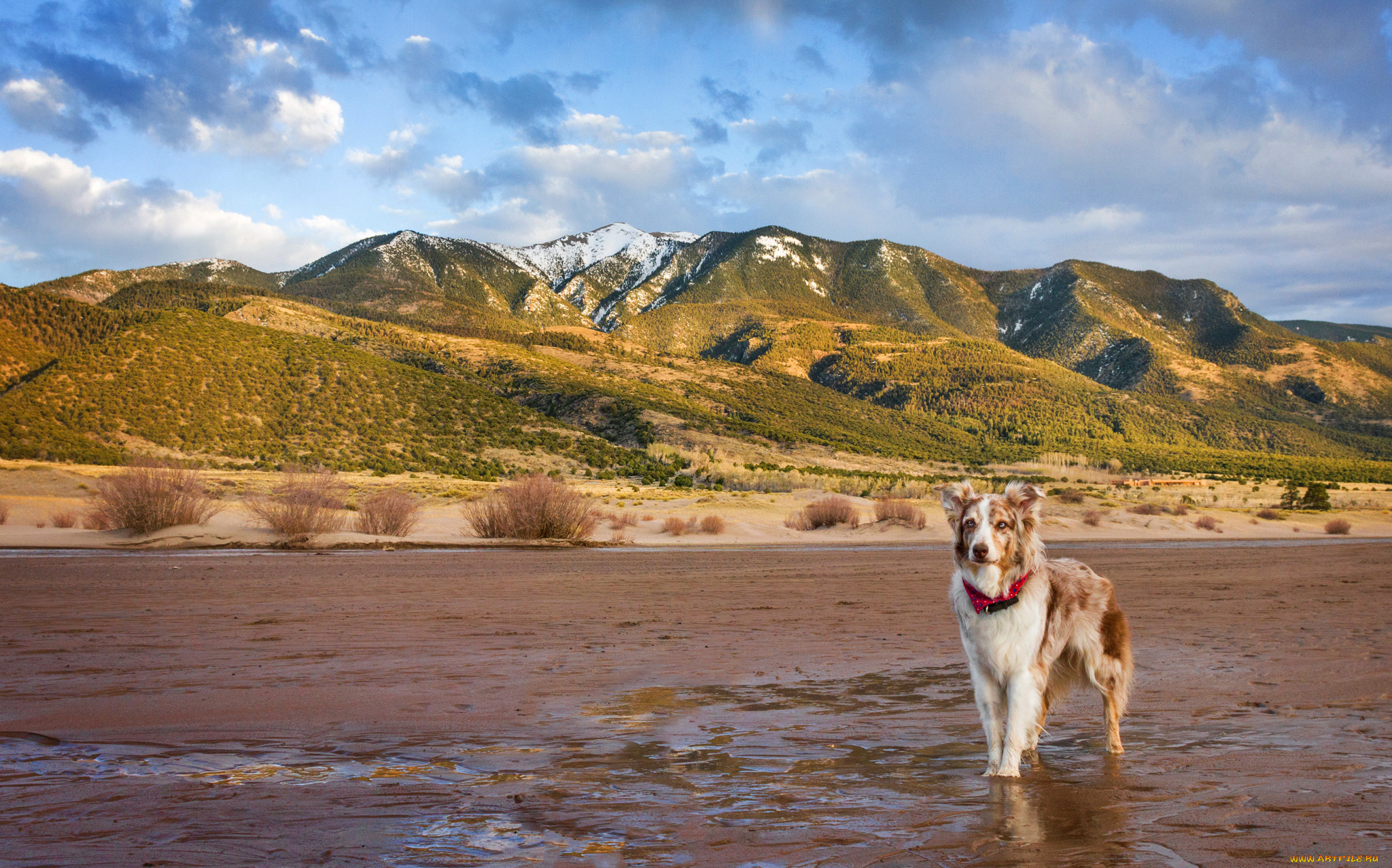 животные, собаки, друг, собака, взгляд