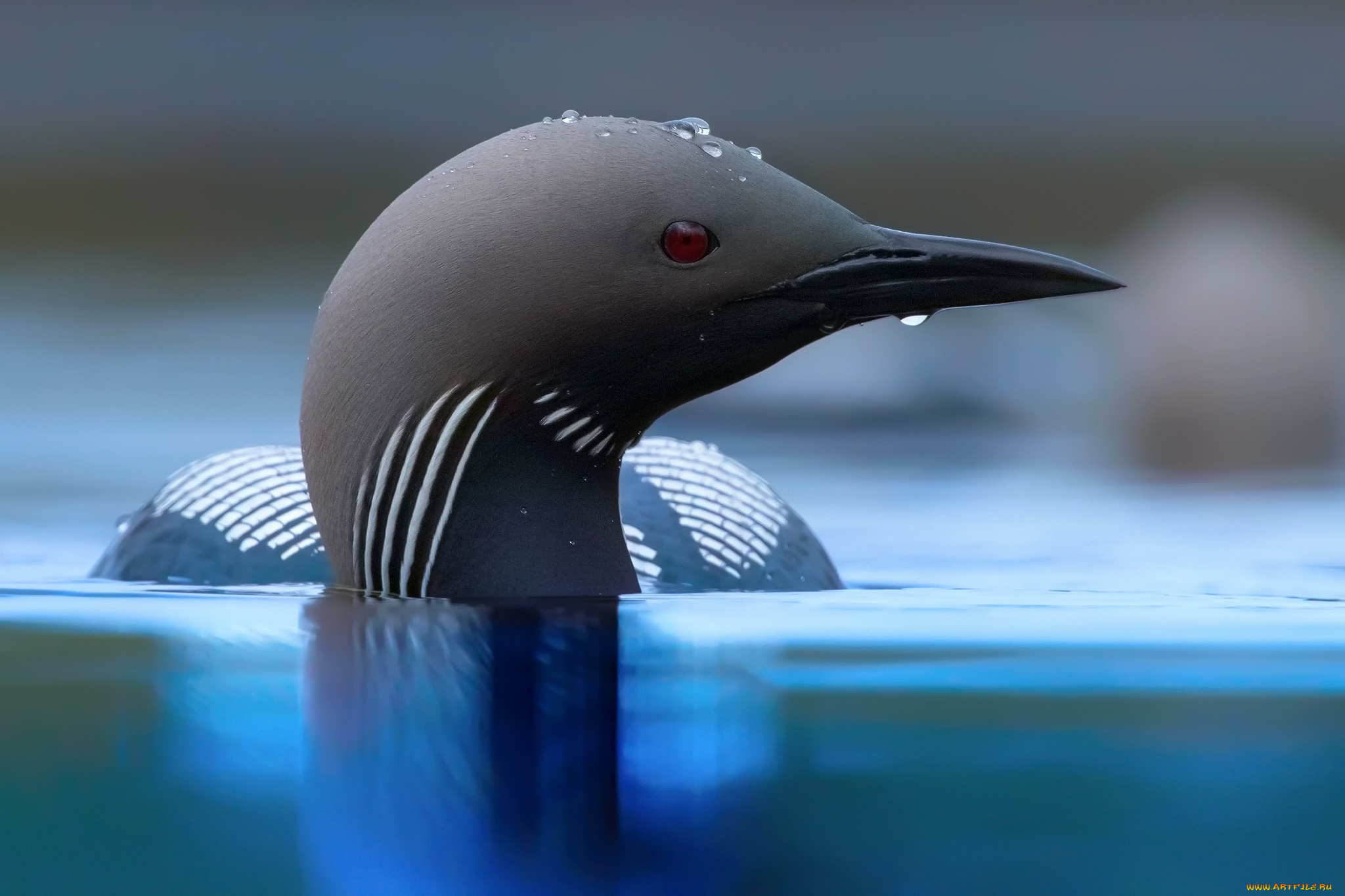 животные, птицы, вода, клюв, капли, фон, птица