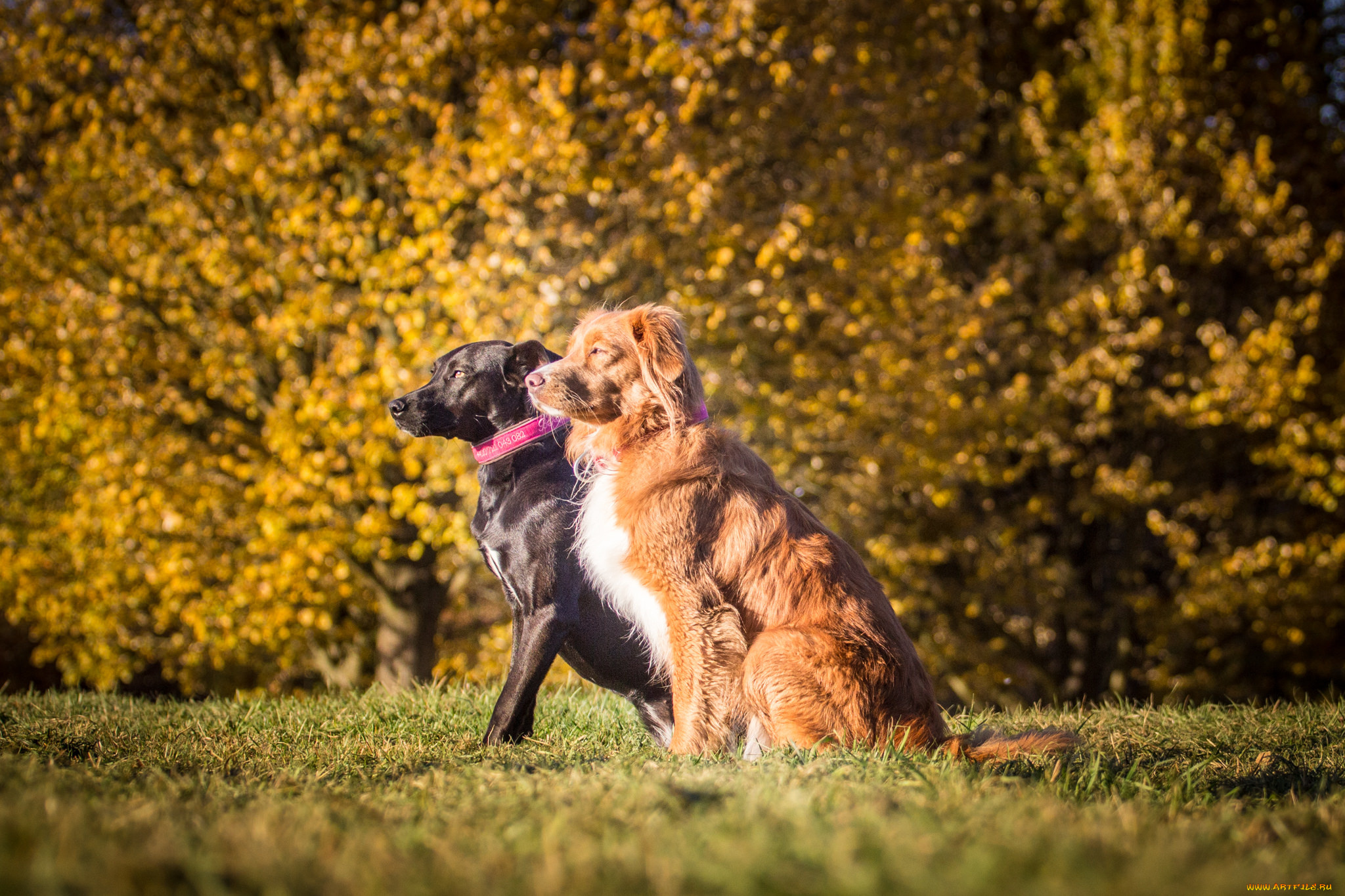 животные, собаки, взгляд, собака