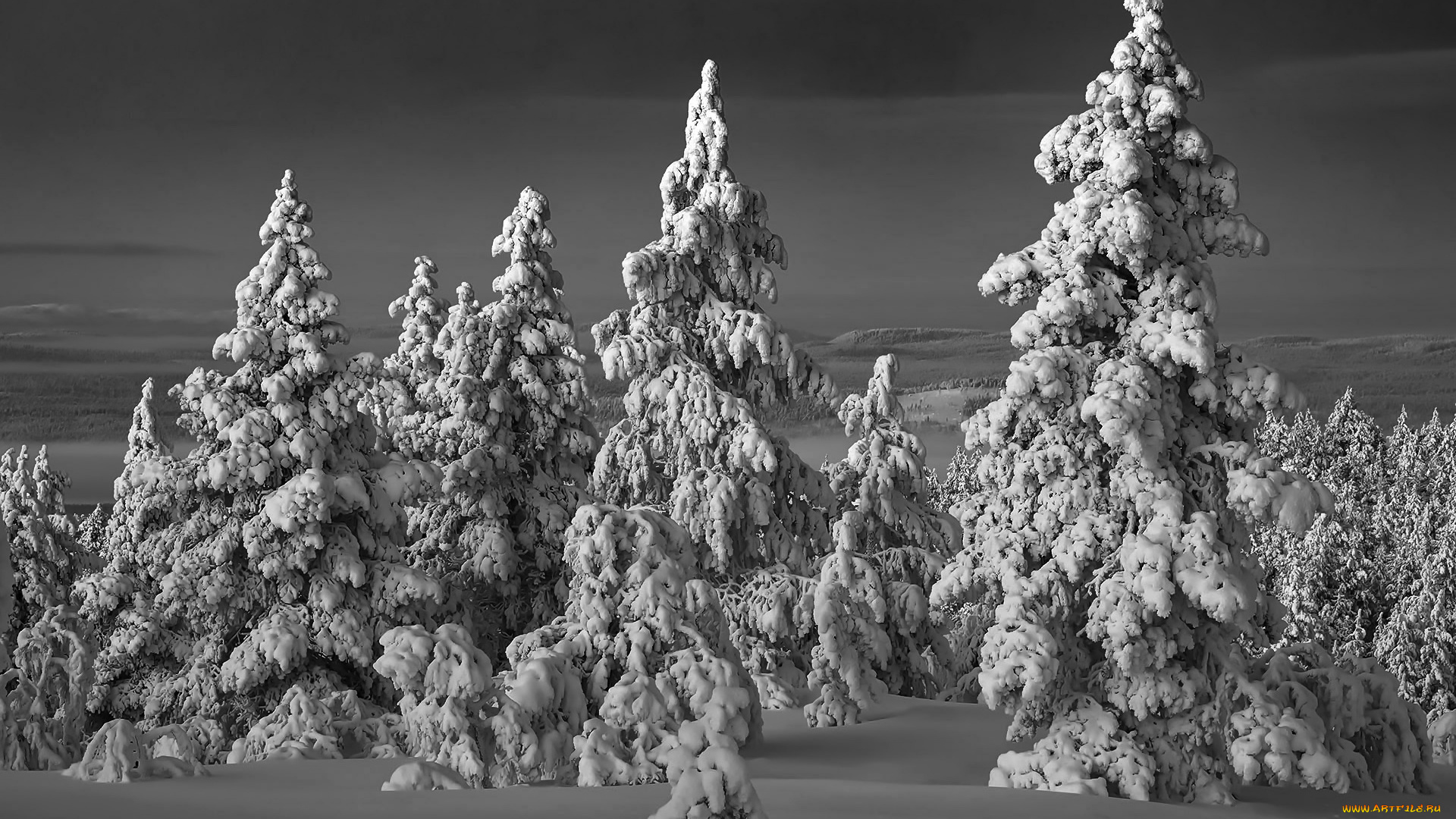 природа, зима, снег, лес