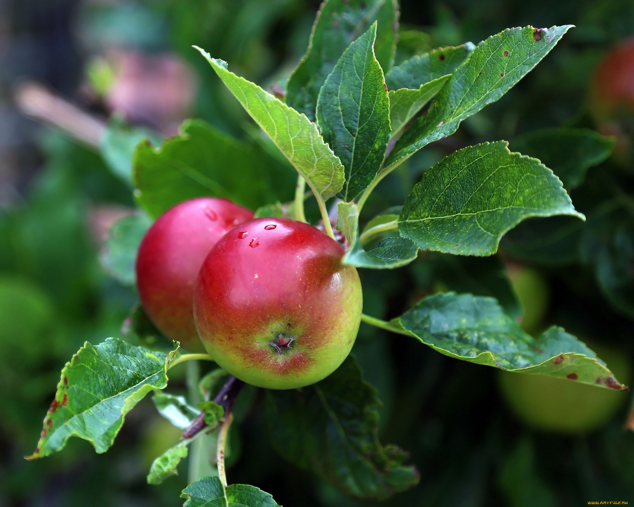 природа, плоды, яблоки, ветка