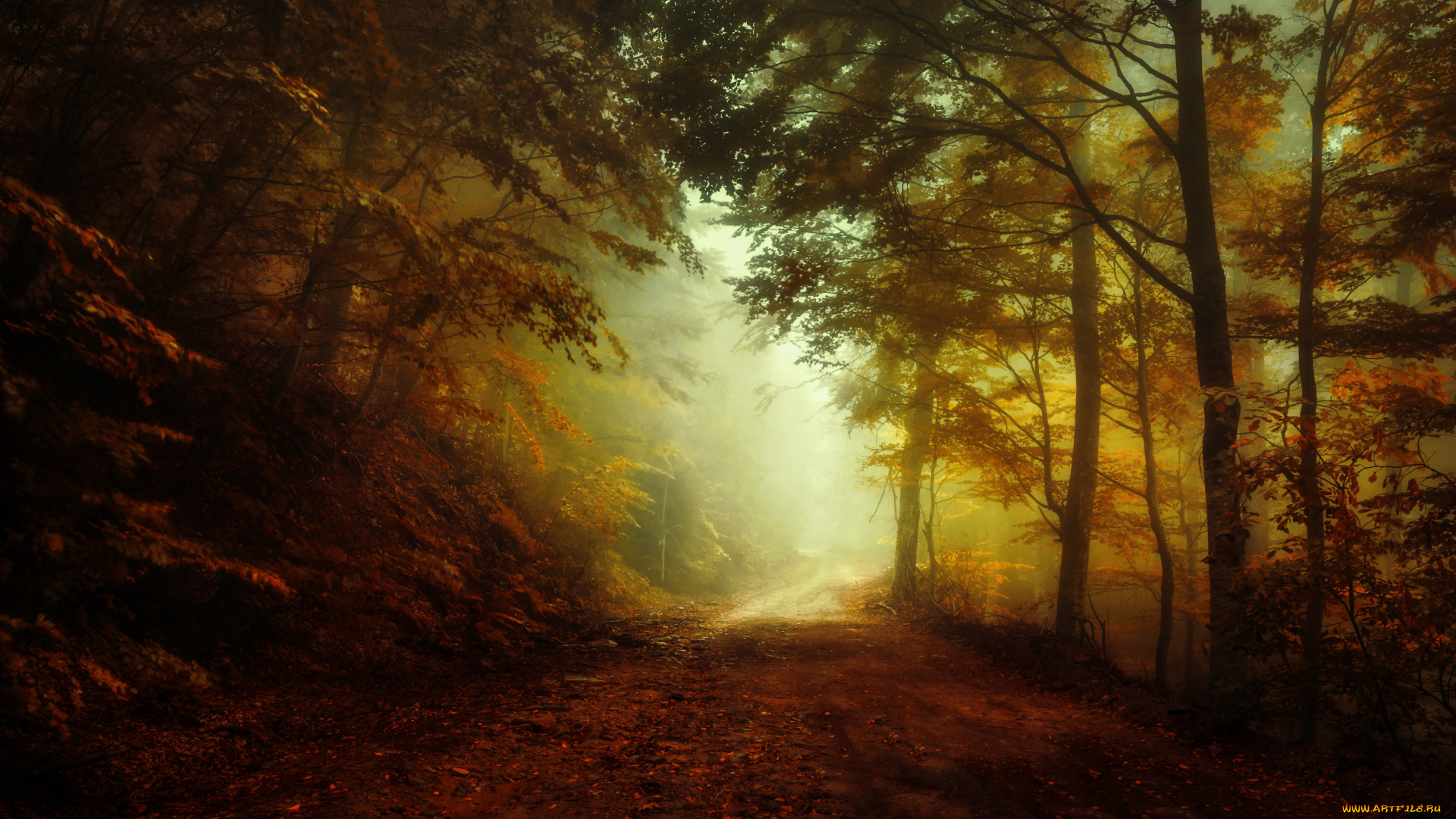 природа, дороги, деревья, туман, осень, пейзаж, лес, осенняя, пора