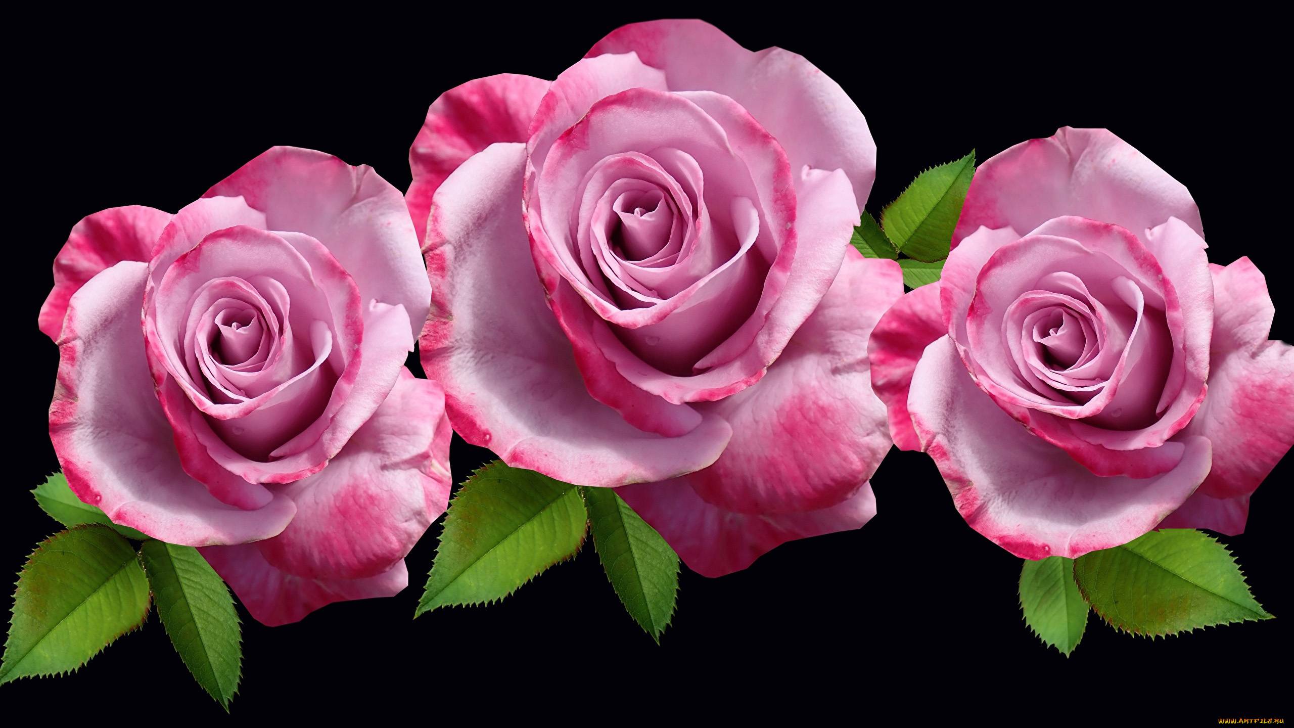 цветы, розы, трио