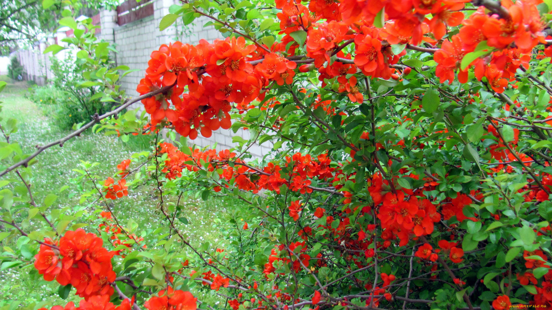 цветы, айва, цветущая, весна