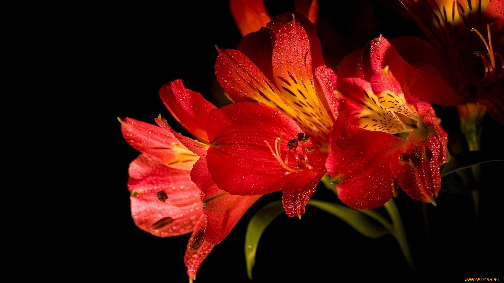 цветы, альстромерия, алый