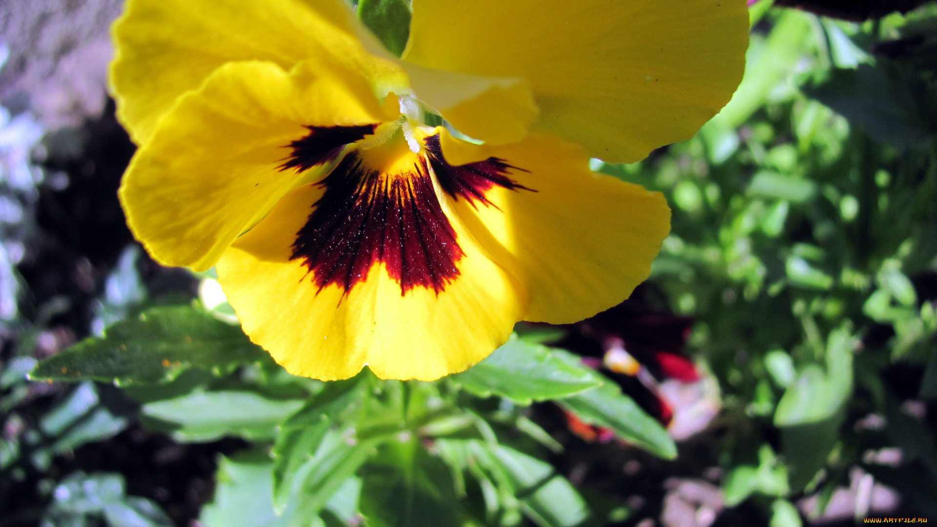 цветы, анютины, глазки, , садовые, фиалки, желтый