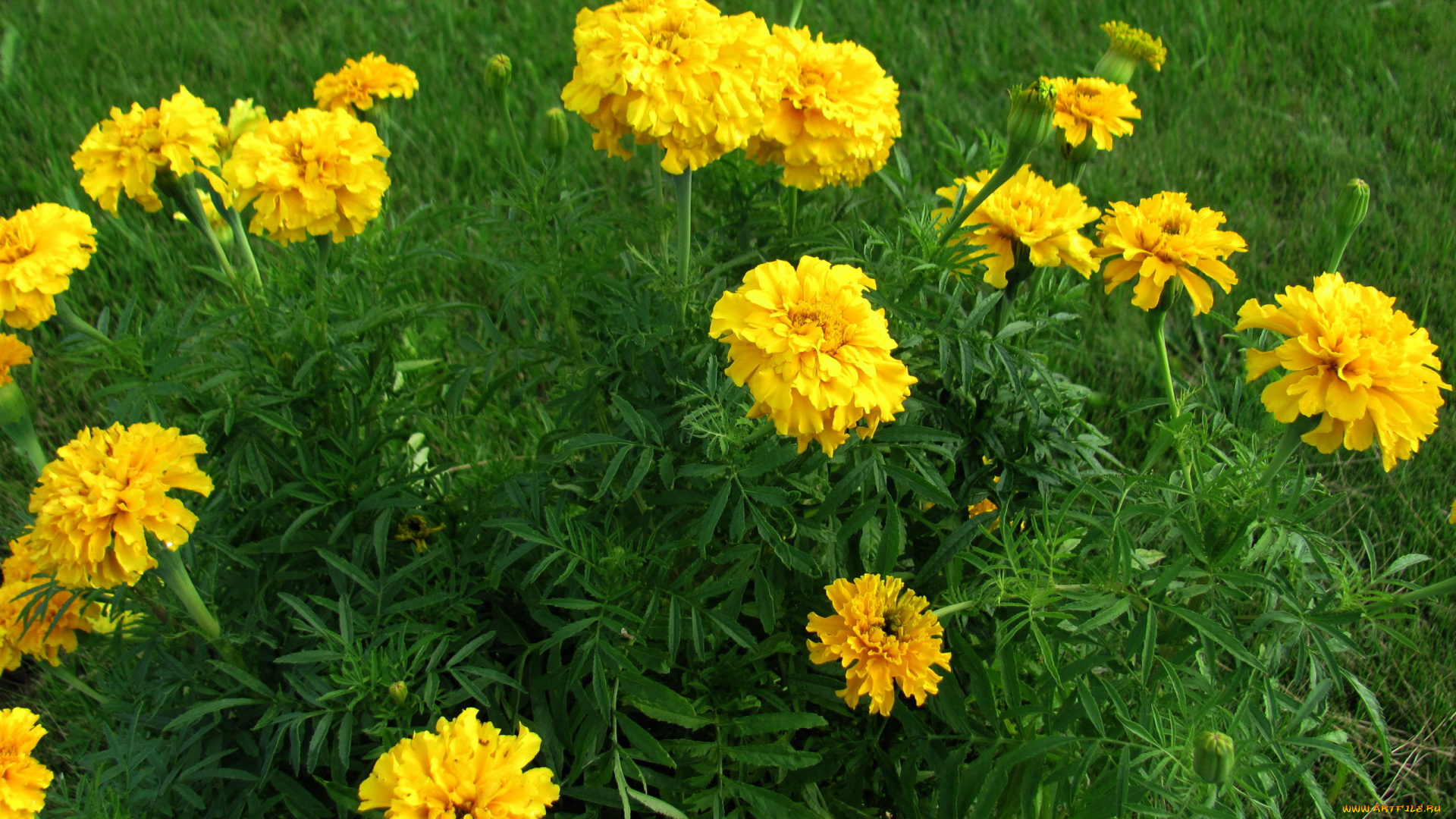 цветы, бархатцы, тагетес