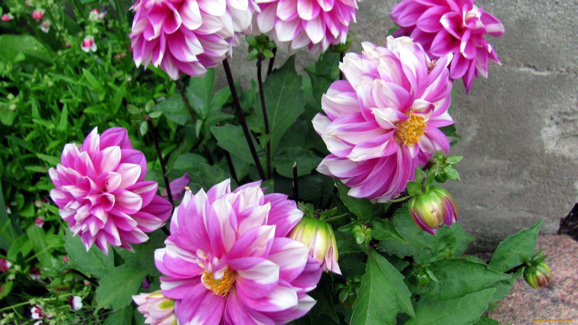 цветы, георгины, бело-розовые