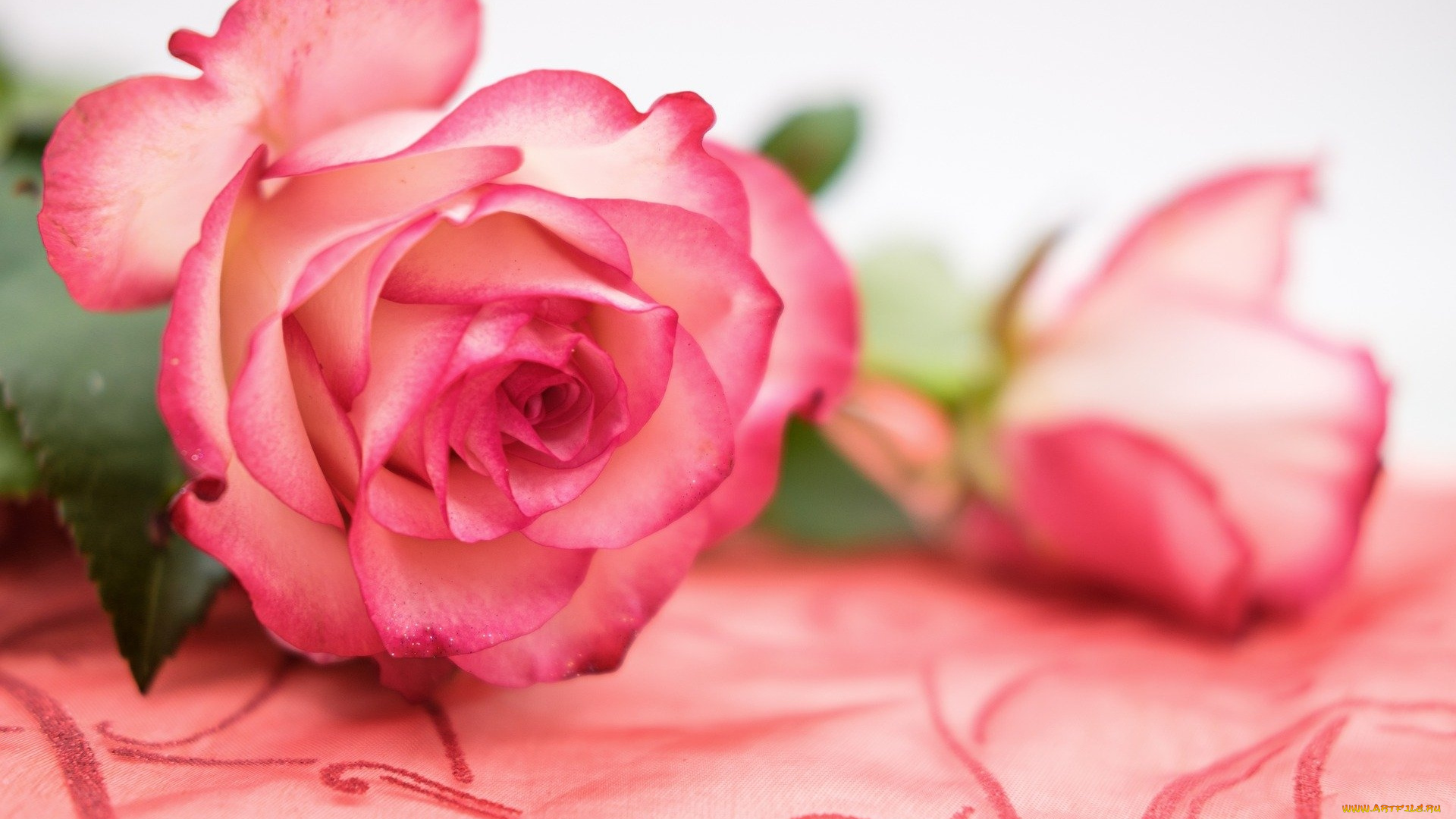 цветы, розы, розовые, бутоны