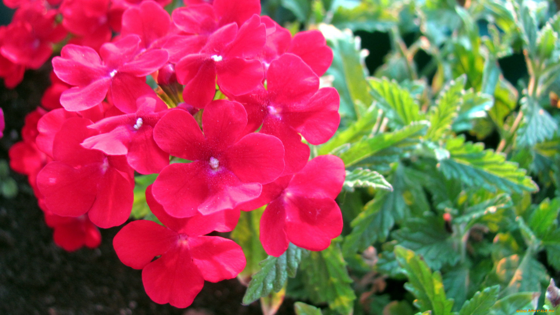 цветы, вербена