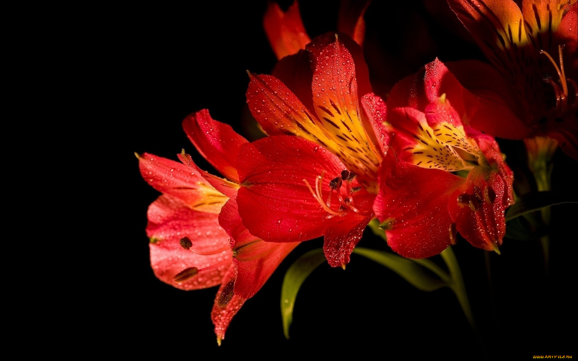 цветы, альстромерия, алый