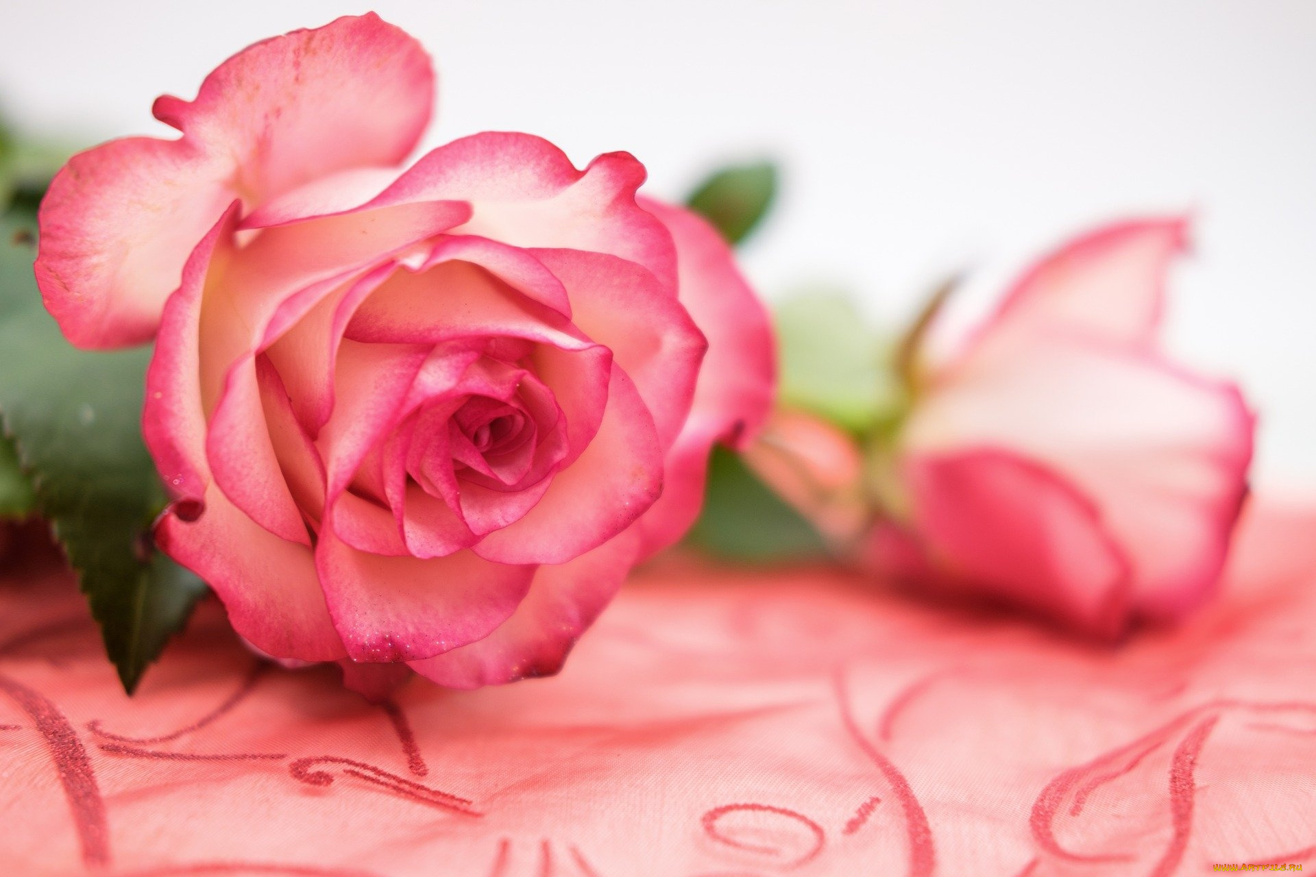 цветы, розы, розовые, бутоны